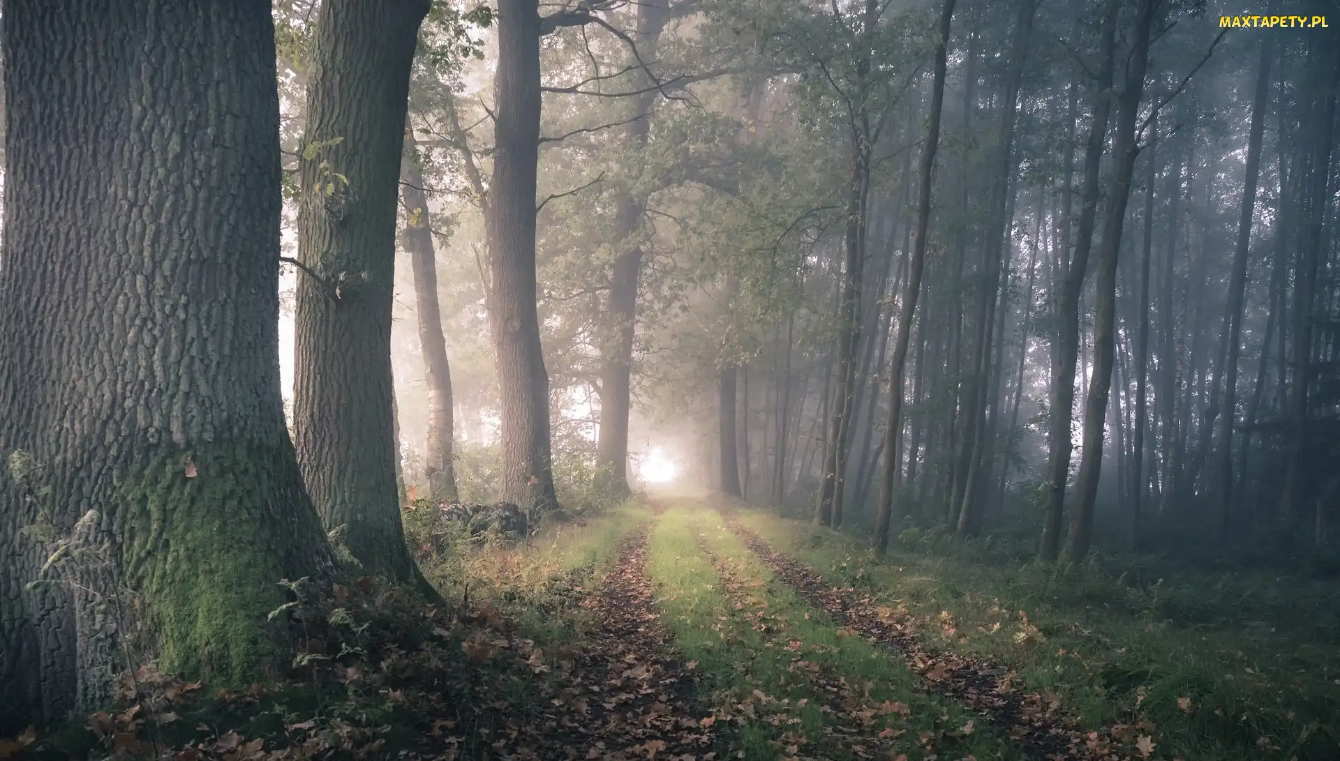 Mgła, Dróżka, Las