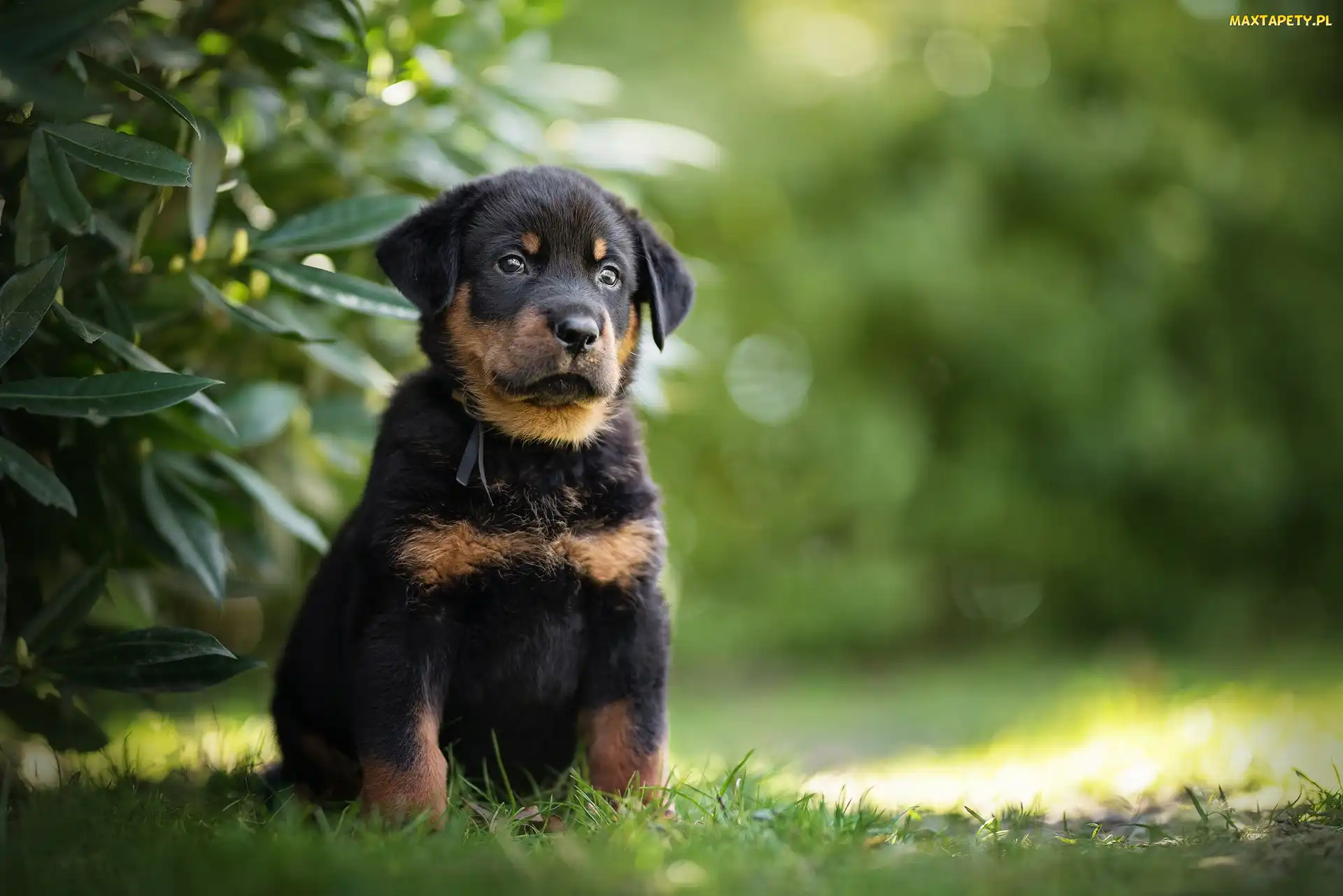 Szczeniak, Owczarek francuski Beauceron, Pies