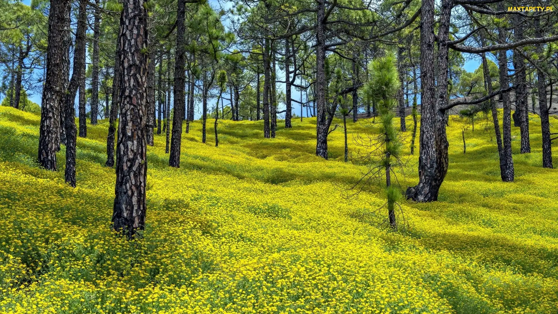 Park Przyrody Cumbre Vieja, Kwiaty, Sosny, Lucerna nerkowata, Żółte, Las, Wyspa La Palma, Hiszpania, Wyspy Kanaryjskie