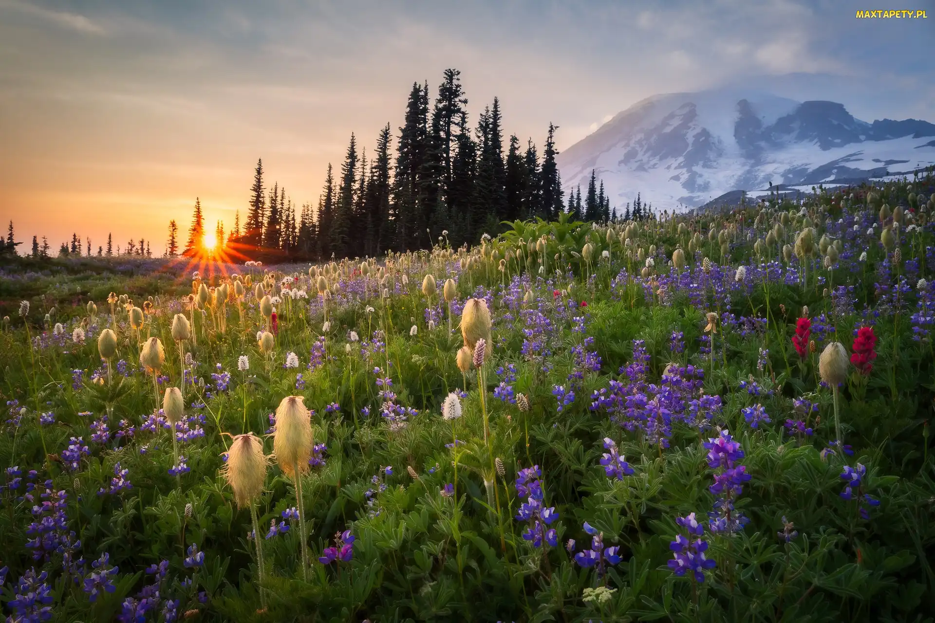 Stany, Drzewa, Kwiaty, Góry, Wschód słońca, Łąka, Zjednoczone, Park Narodowy Mount Rainier, Stratowulkan Mount Rainier