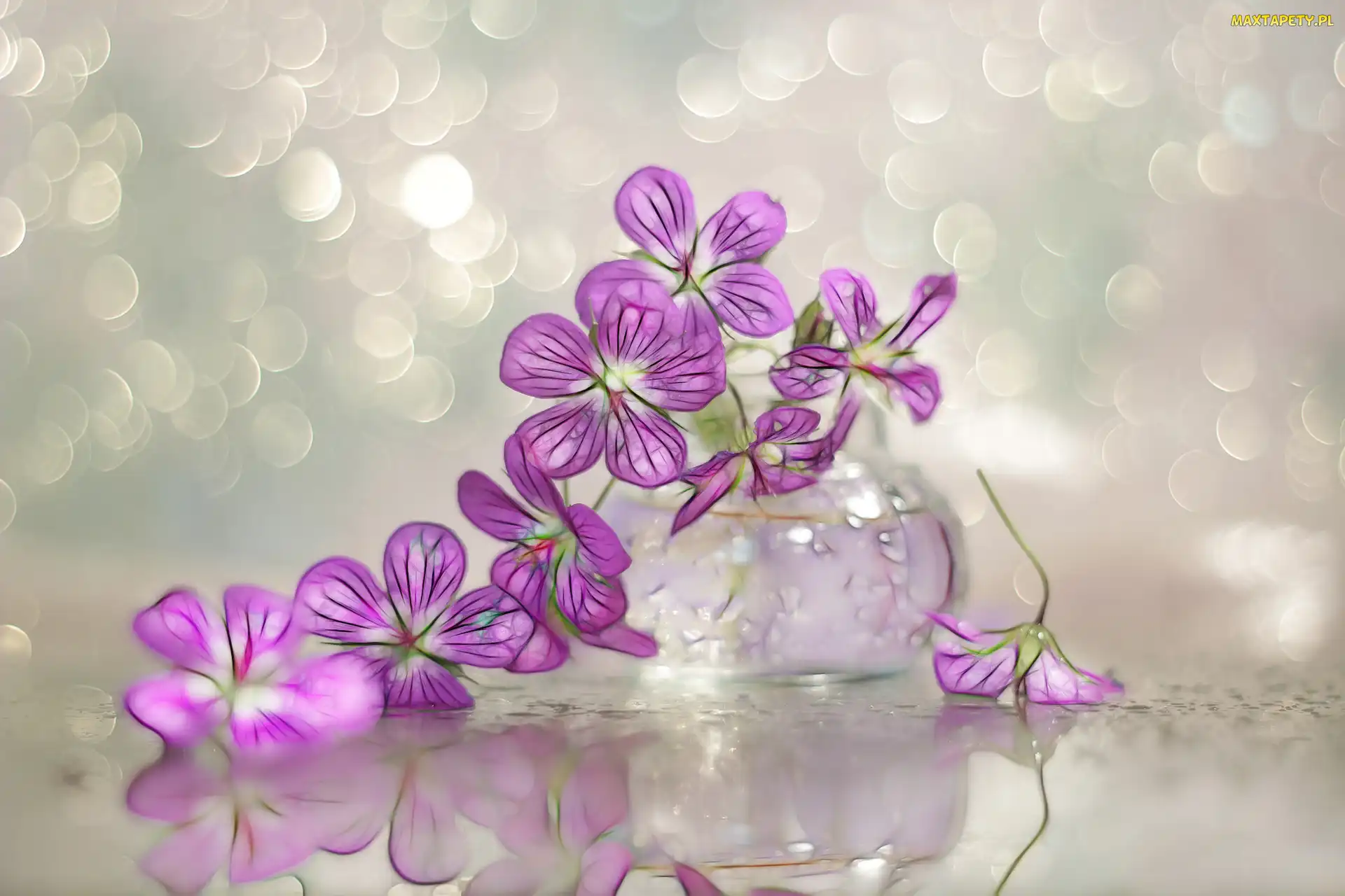 Bokeh, Fractalius, Bodziszek, Grafika