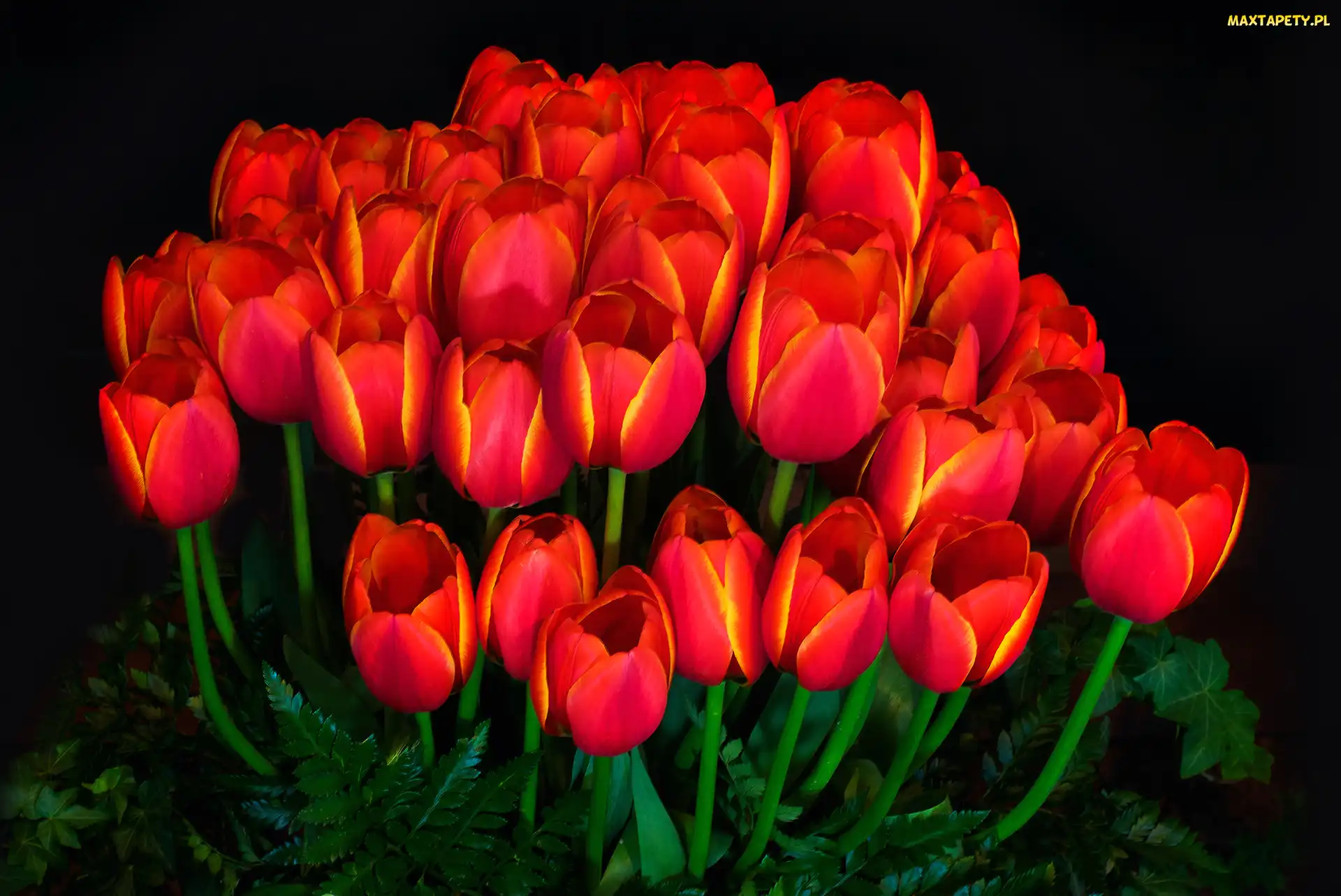 Tło ciemne, Tulipany, Kwiaty, Bukiet