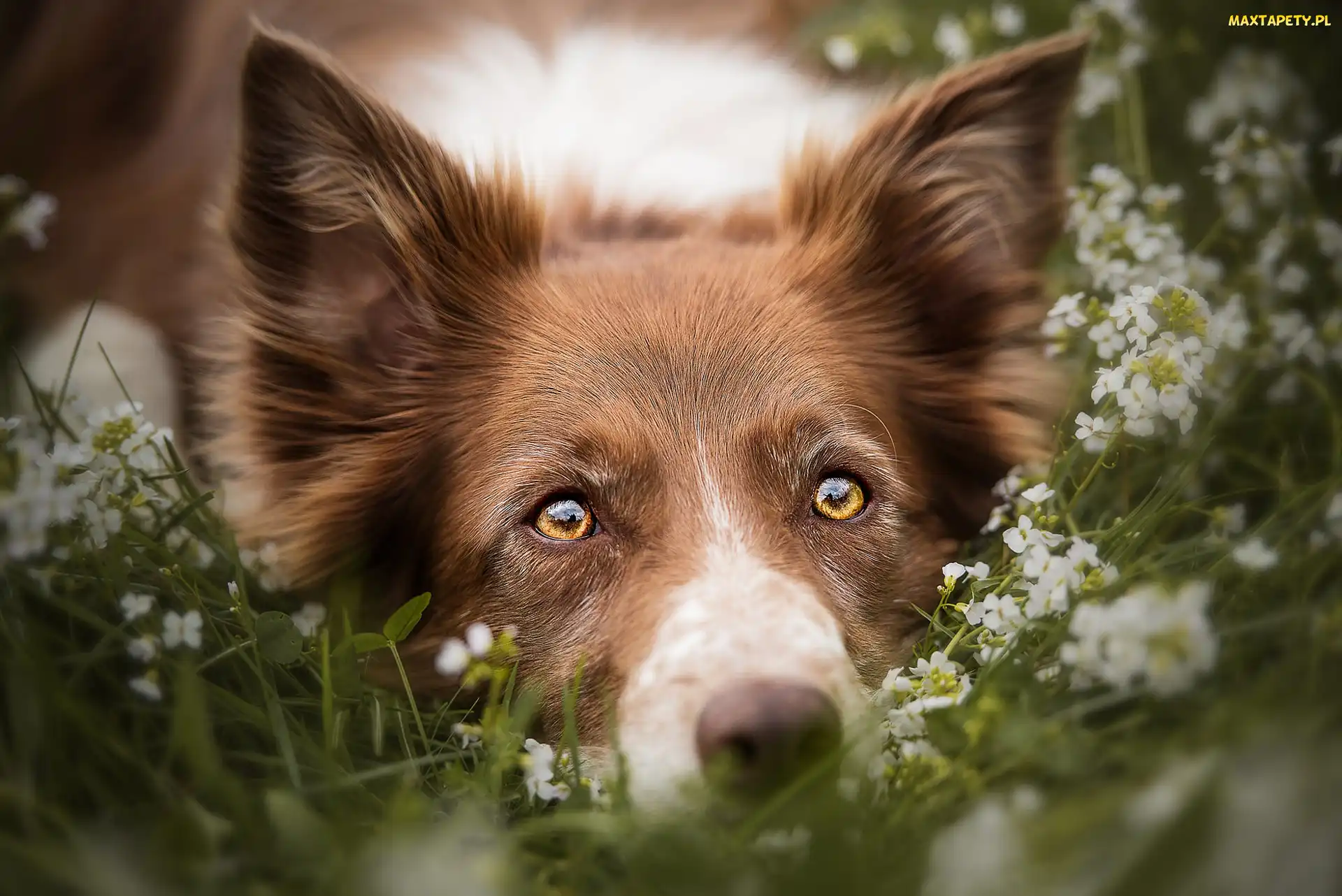 Pies, Kwiaty, Border collie, Mordka