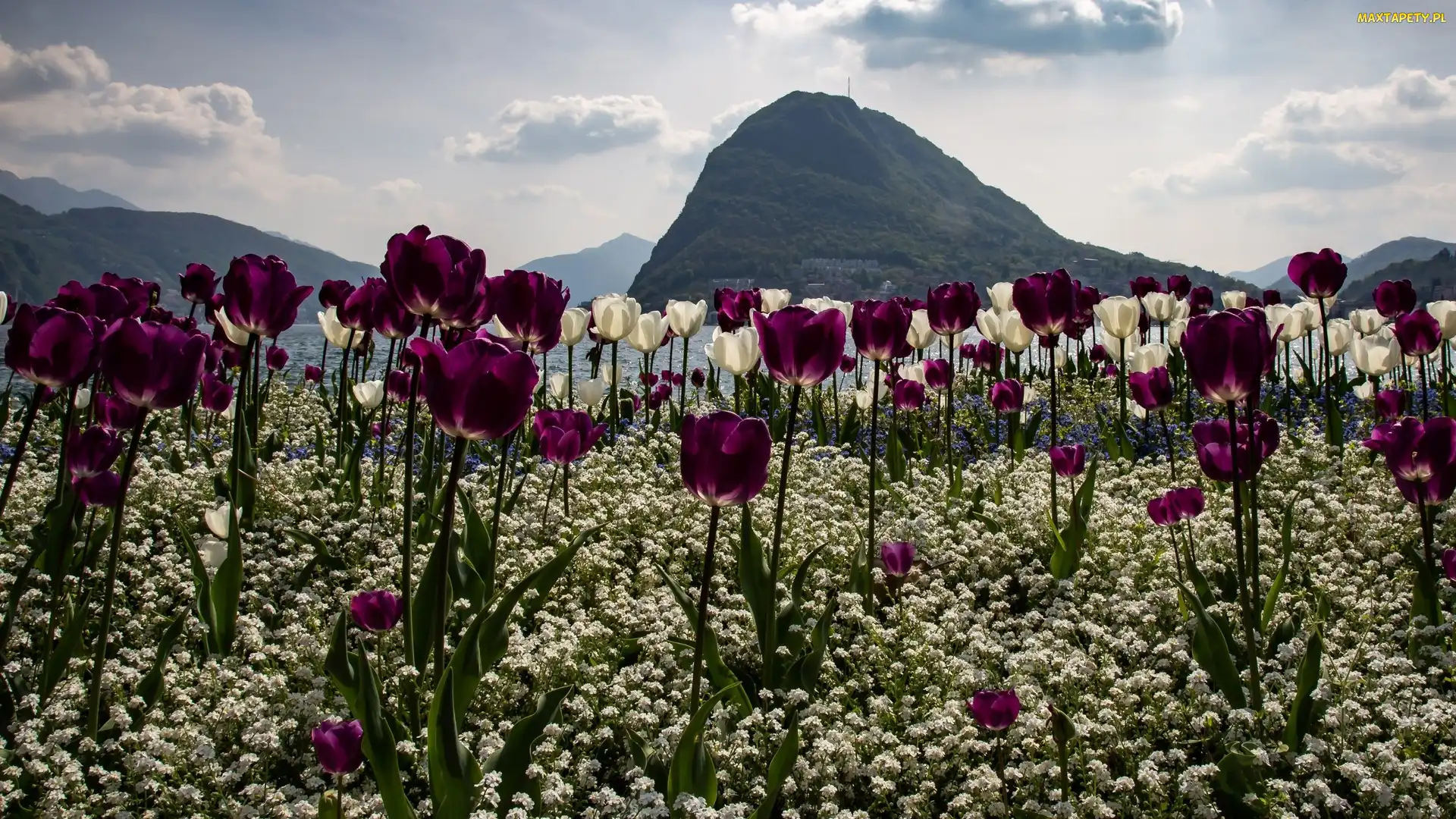 Kwiaty, Niebo, Góry, Ocean, Tulipany