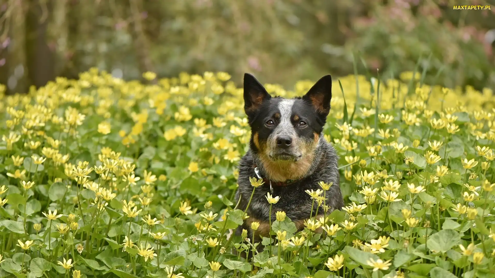 Australian cattle dog, Kwiaty, Żółte, Łąka, Pies