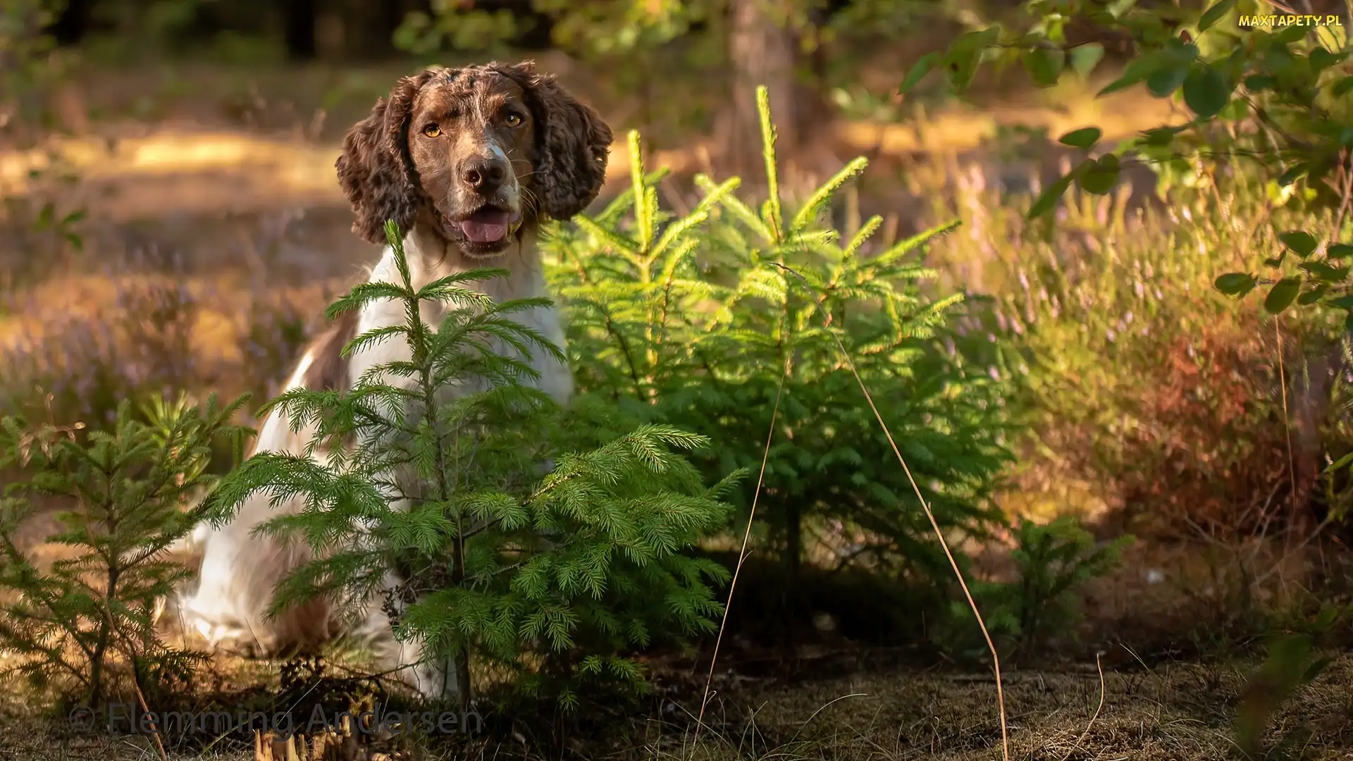 Springer spaniel angielski, Pies, Kwiaty, Drzewka, Świerki, Łąka, Las