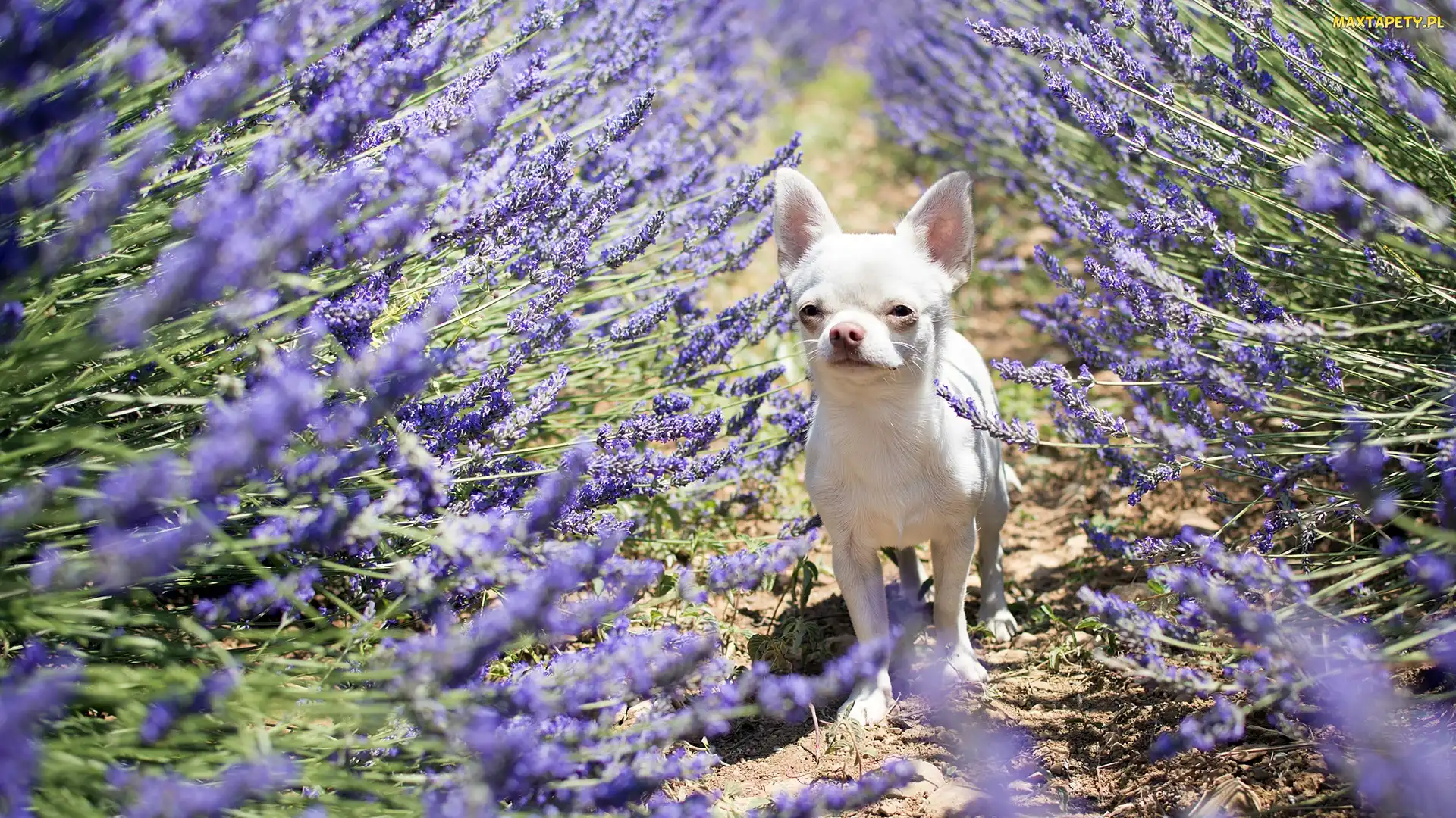 Chihuahua krótkowłosa, Lawenda, Pies