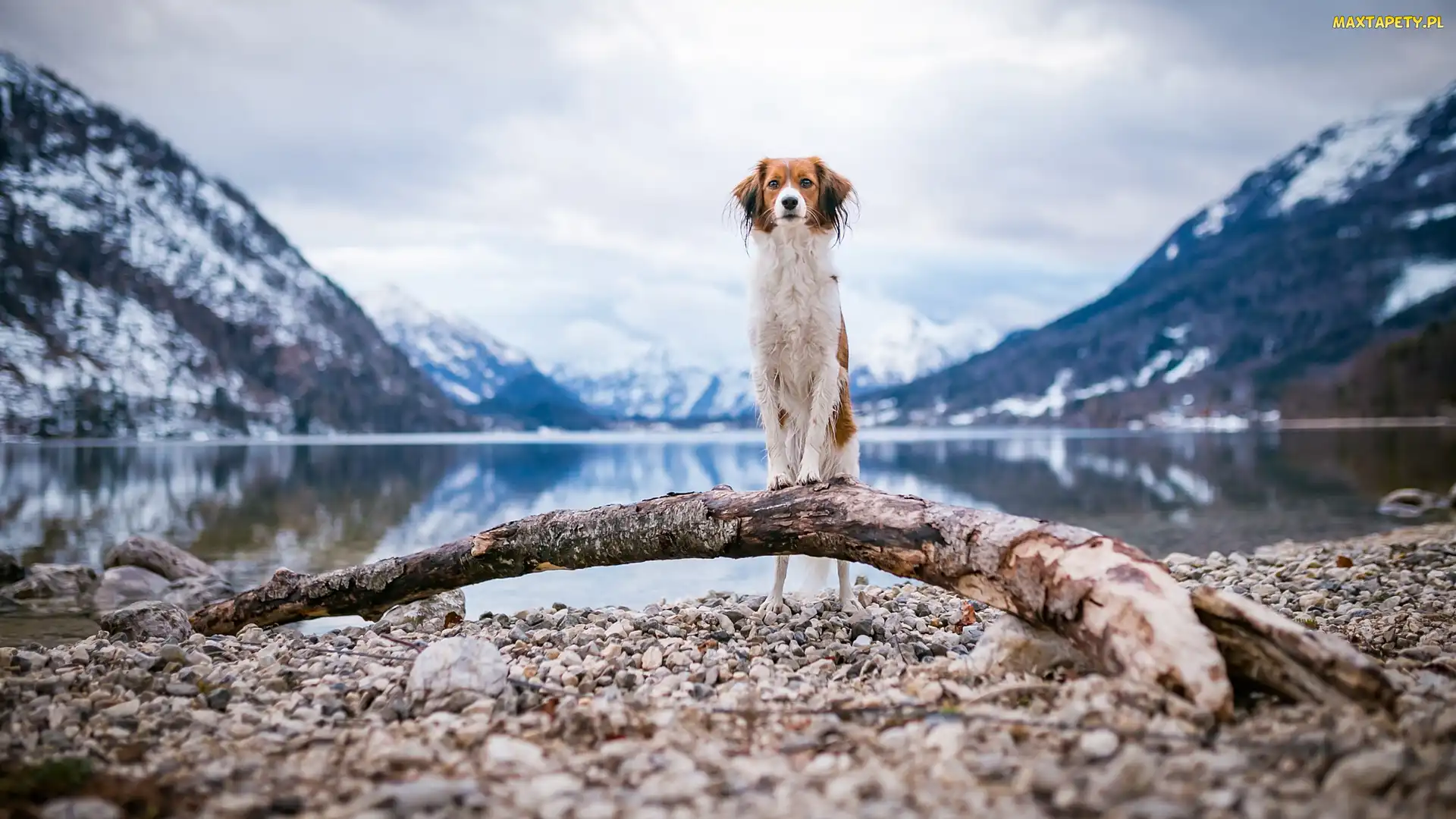 Woda, Kłoda, Płochacz holenderski, Góry, Kamienie, Pies, Kooikerhondje