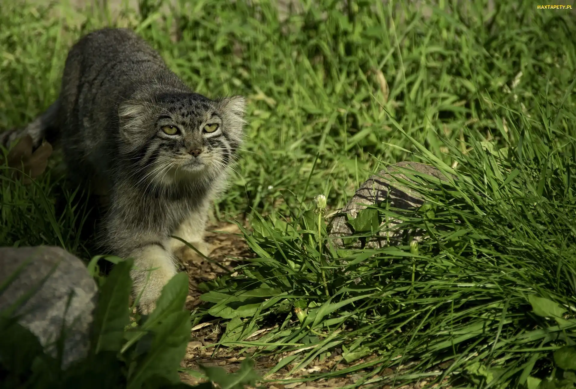 Trawa, Kamienie, Manul