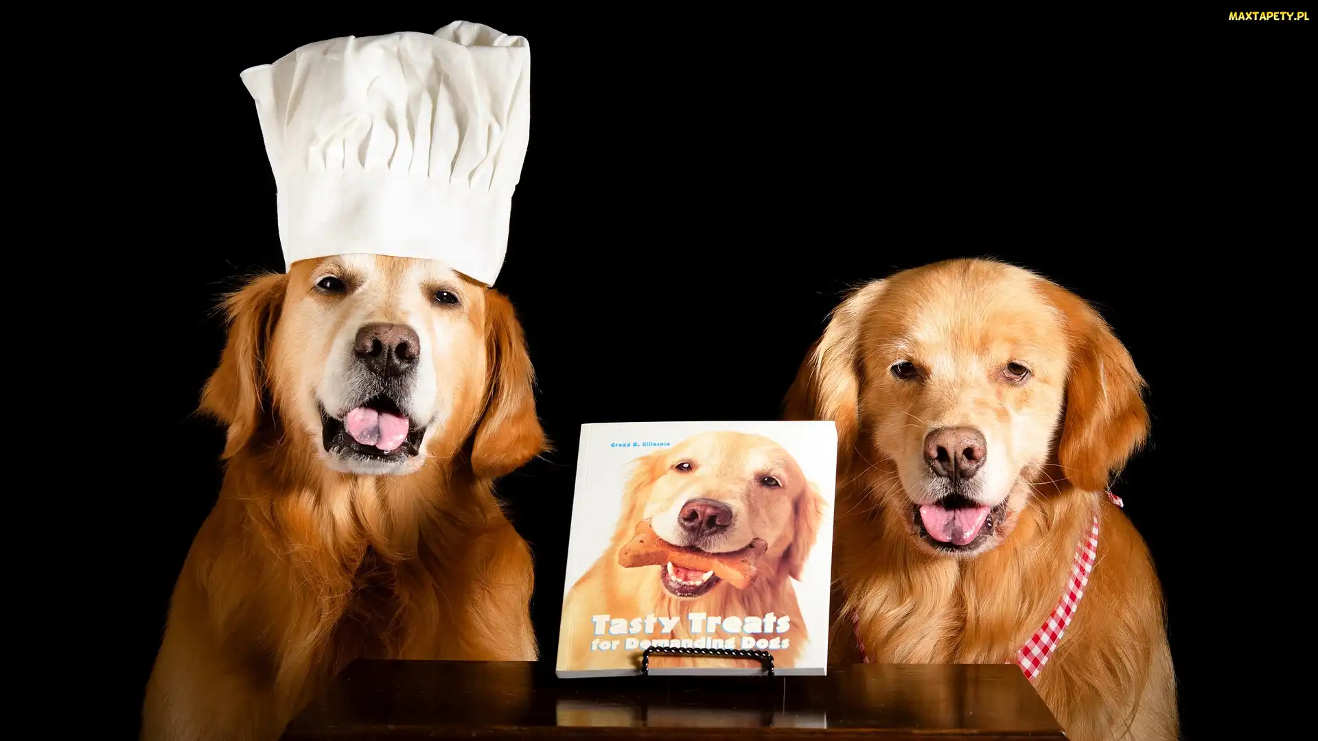 Ciemne tło, Stolik, Golden retrievery, Dwa, Czapka, Książka