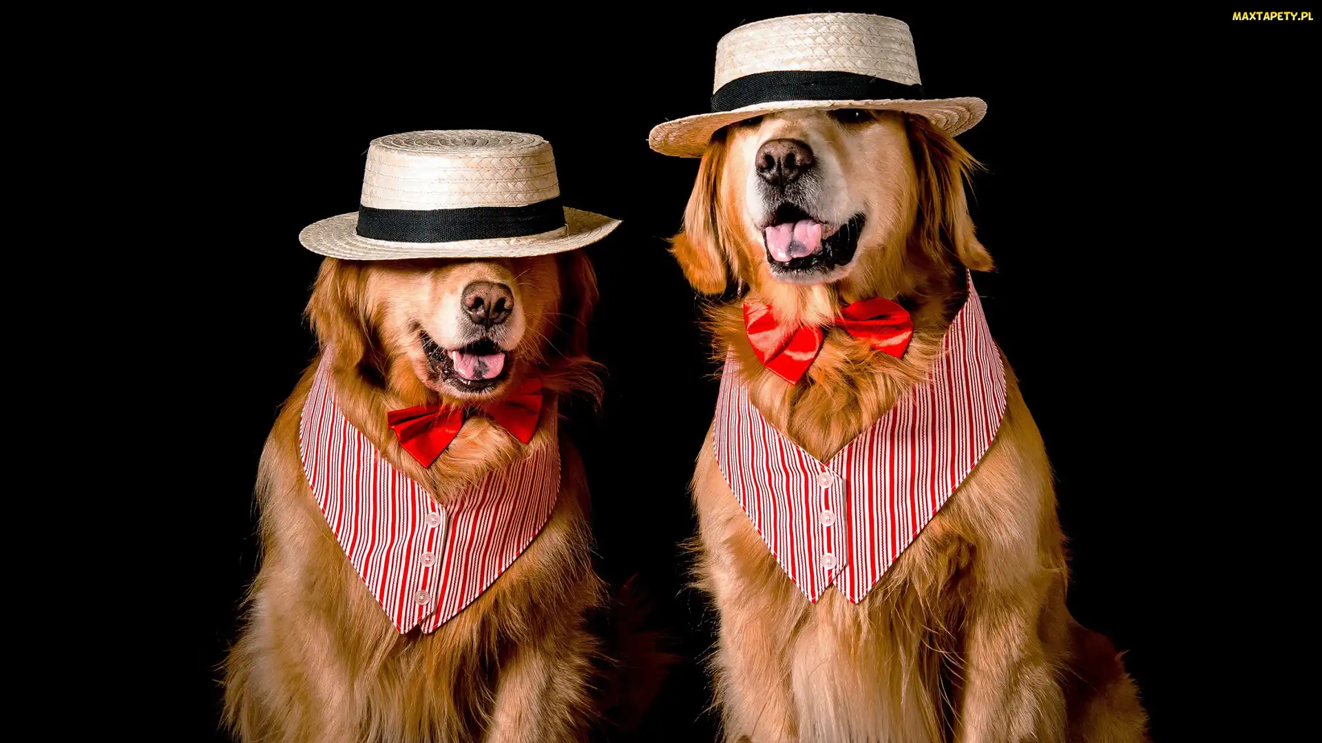 Psy, Muszki, Kapelusze, Golden retriever, Dwa