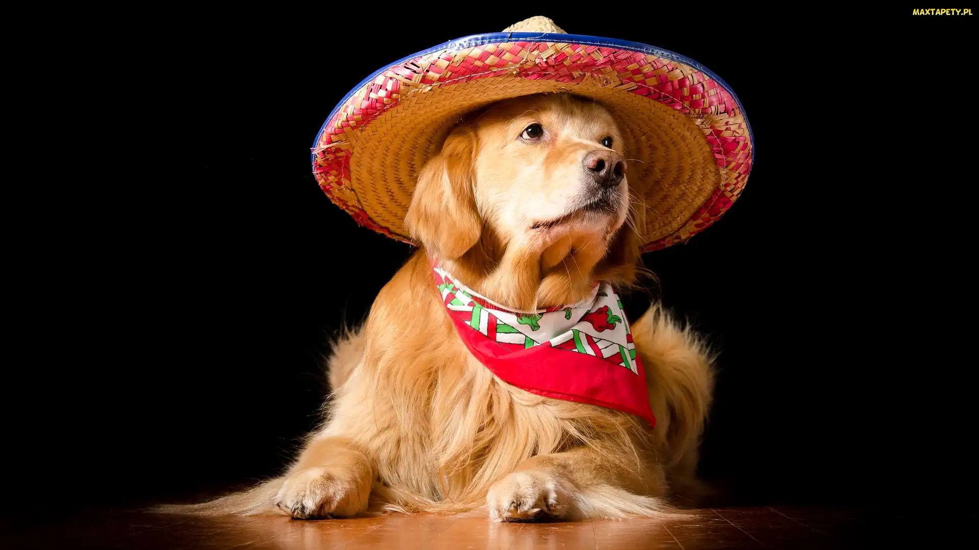 Golden retriever, Ciemne tło, Apaszka, Kapelusz, Pies