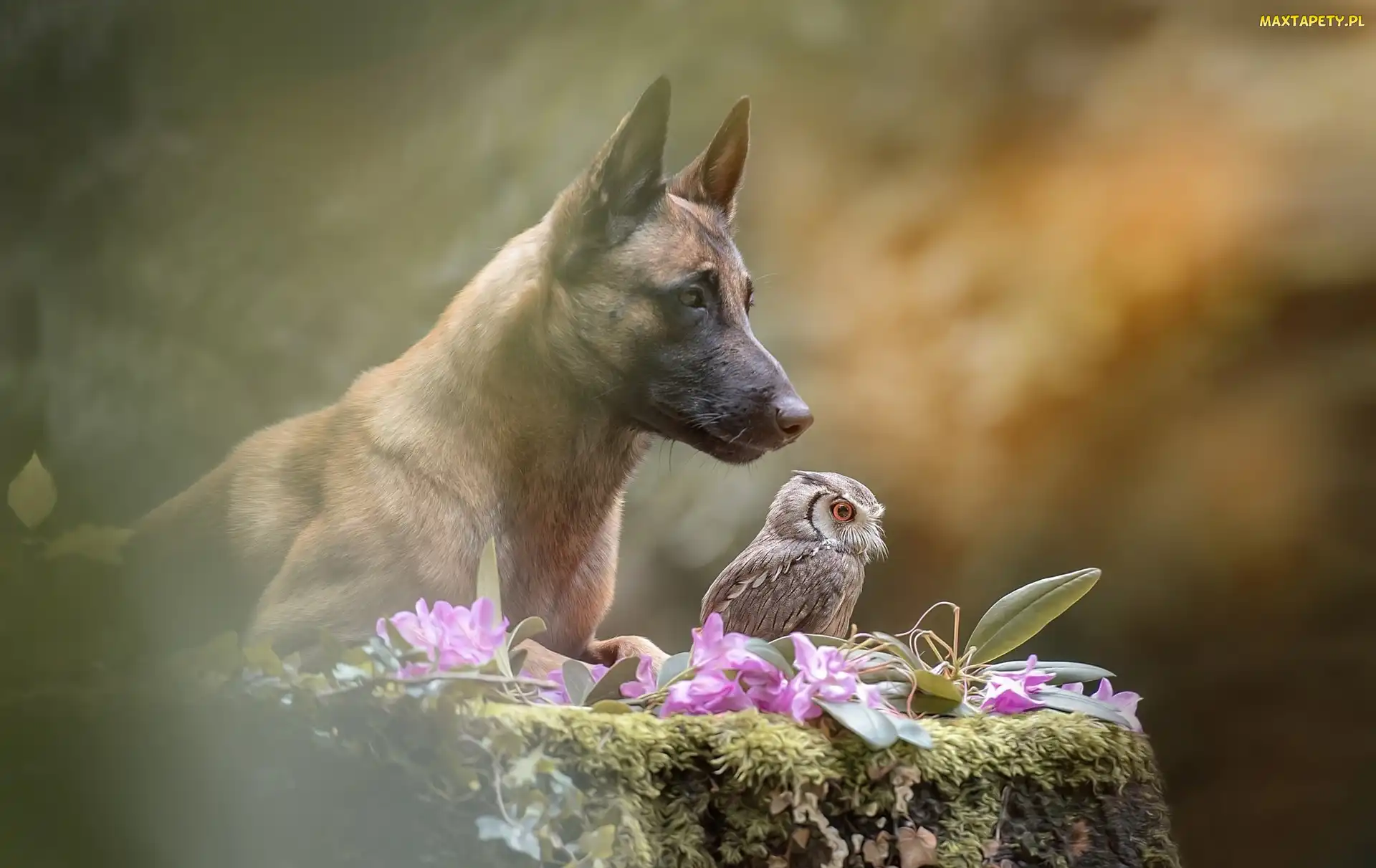 Syczek, Sowa, Pies, Owczarek belgijski Malinois