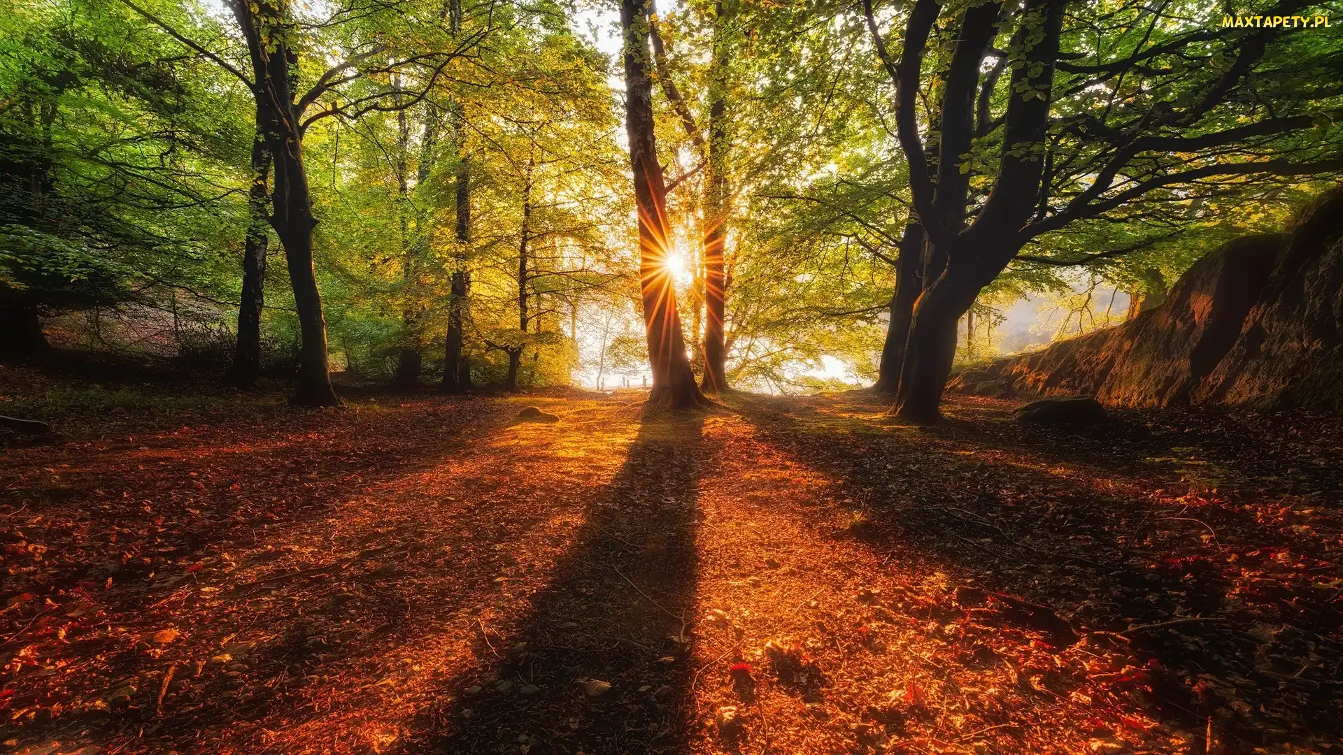 Promienie słońca, Drzewa, Jesień, Las