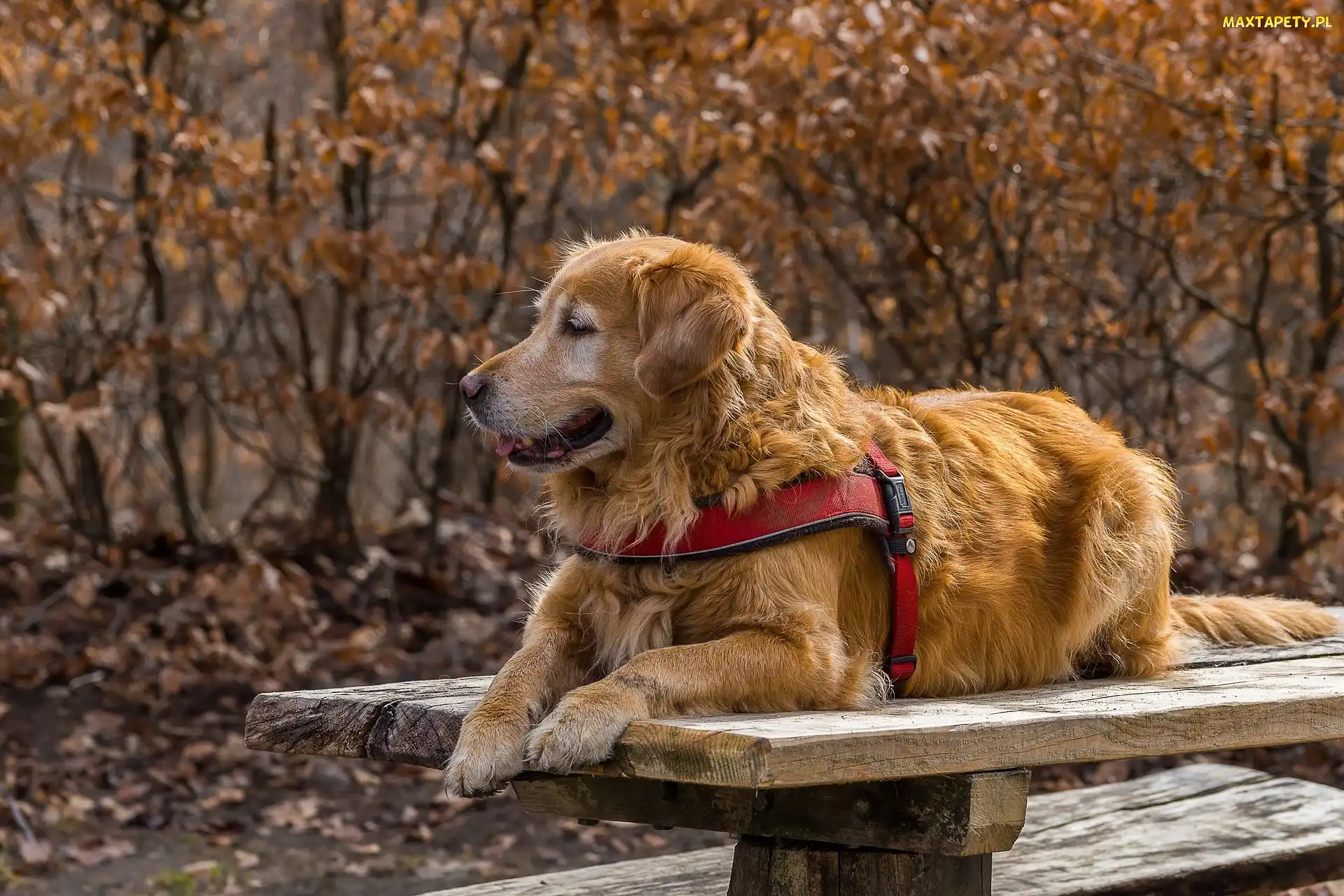 Szelki, Ławka, Pies, Golden retriever
