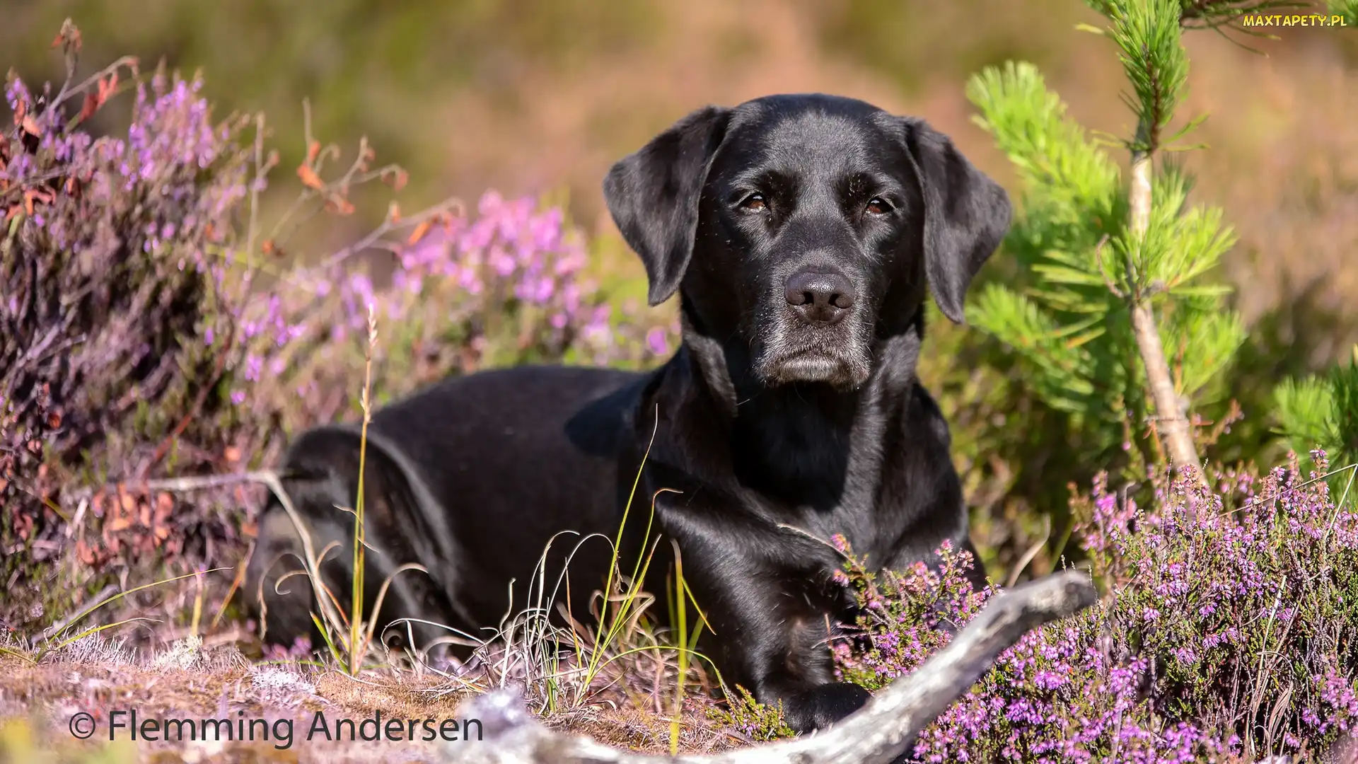 Wrzosy, Labrador retriever, Pies, Czarny