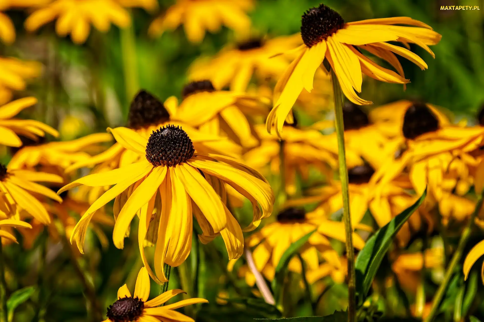 Kwiaty, Rudbekia błyskotliwa, Żółte
