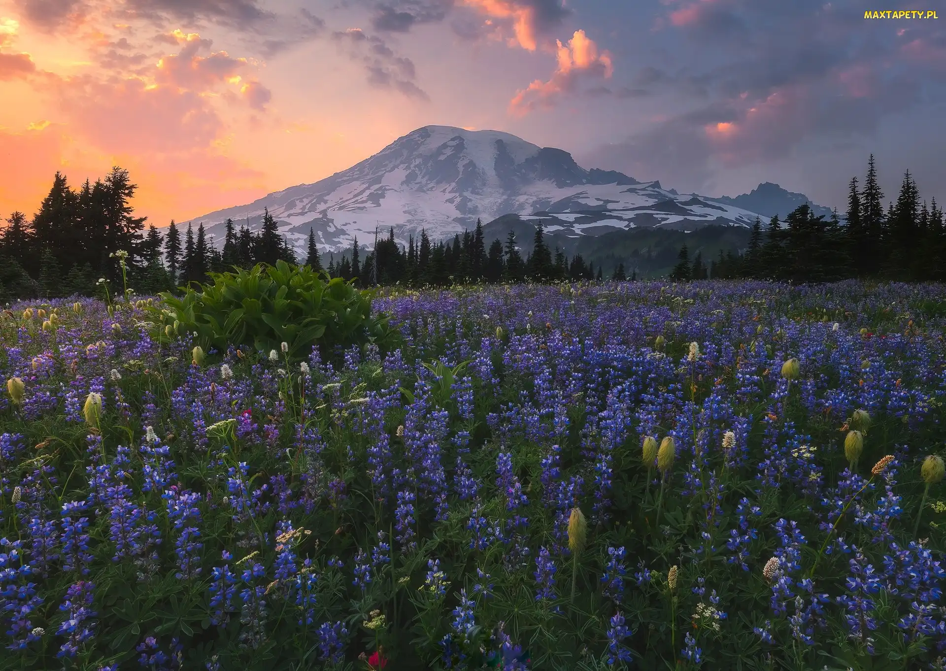 Stany Zjednoczone, Chmury, Zachód słońca, Stan Waszyngton, Park Narodowy Mount Rainier, Góry, Łąka, Łubin, Stratowulkan Mount Rainier, Drzewa