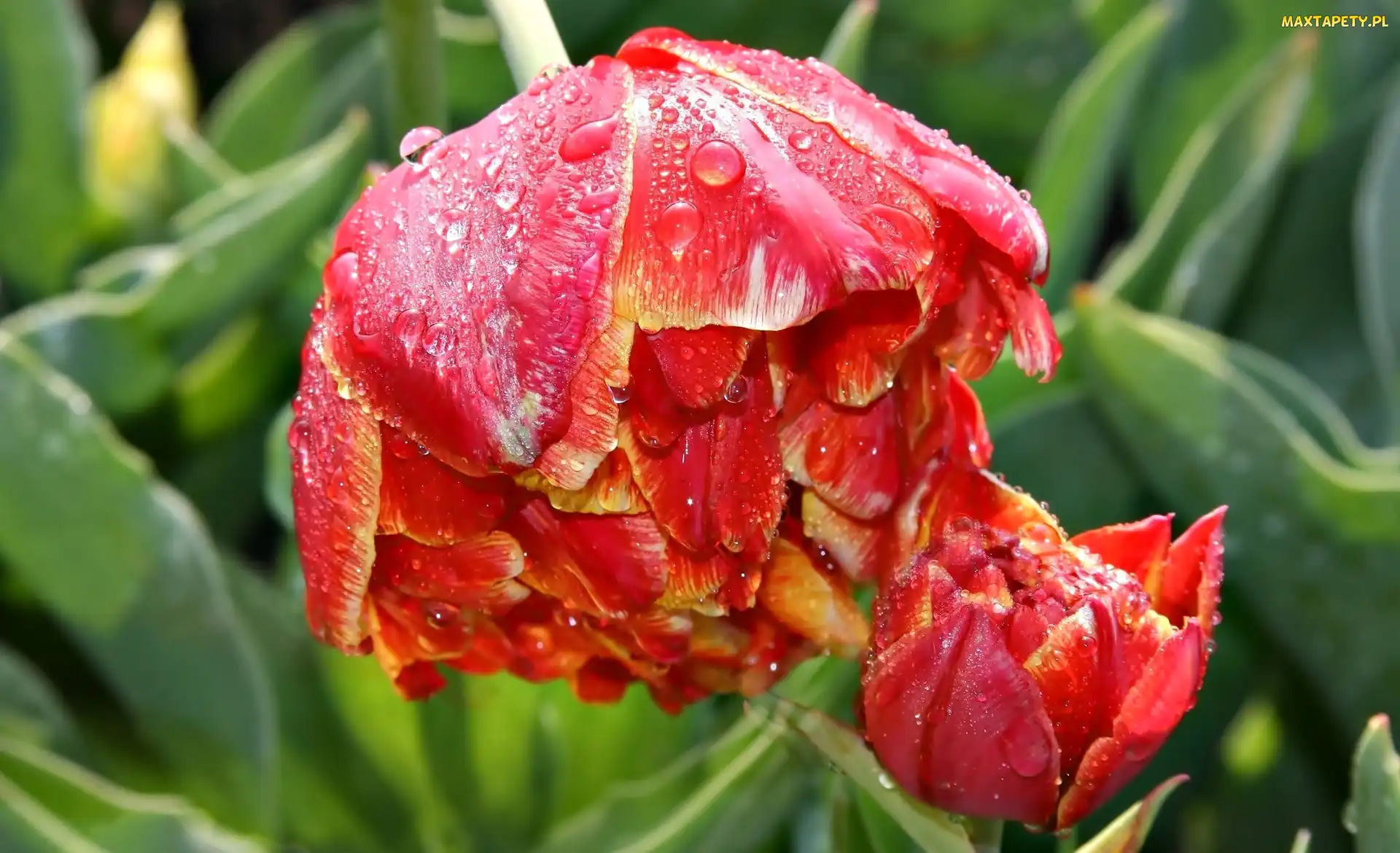Kwiaty, Rosa, Tulipany