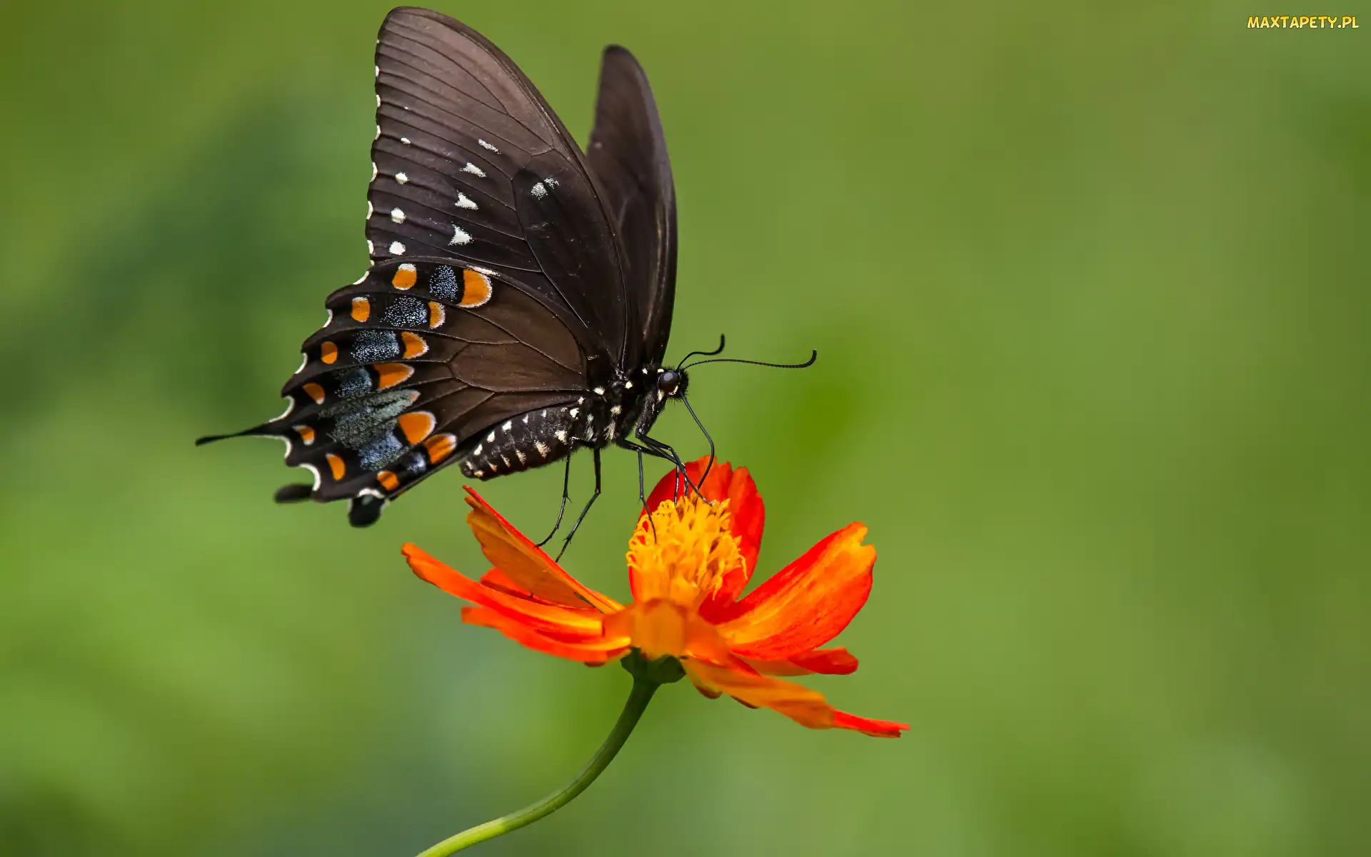 Cynia, Kwiat, Paź, Rozmycie, Kolorowy, Motyl, Papilio polyxenes