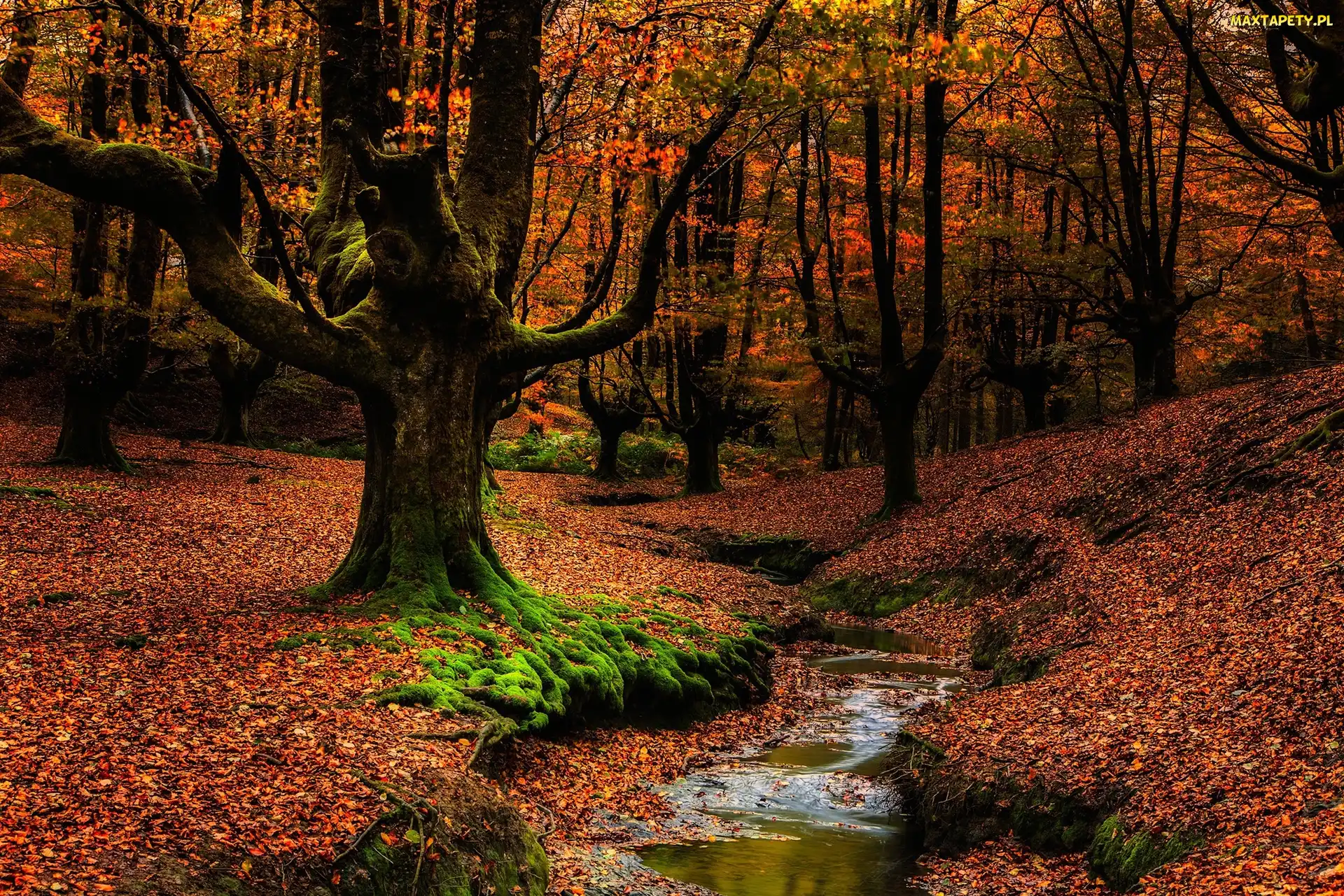 Drzewa, Las, Kraj Basków, Strumyk, Jesień, Hiszpania, Park Narodowy Gorbea