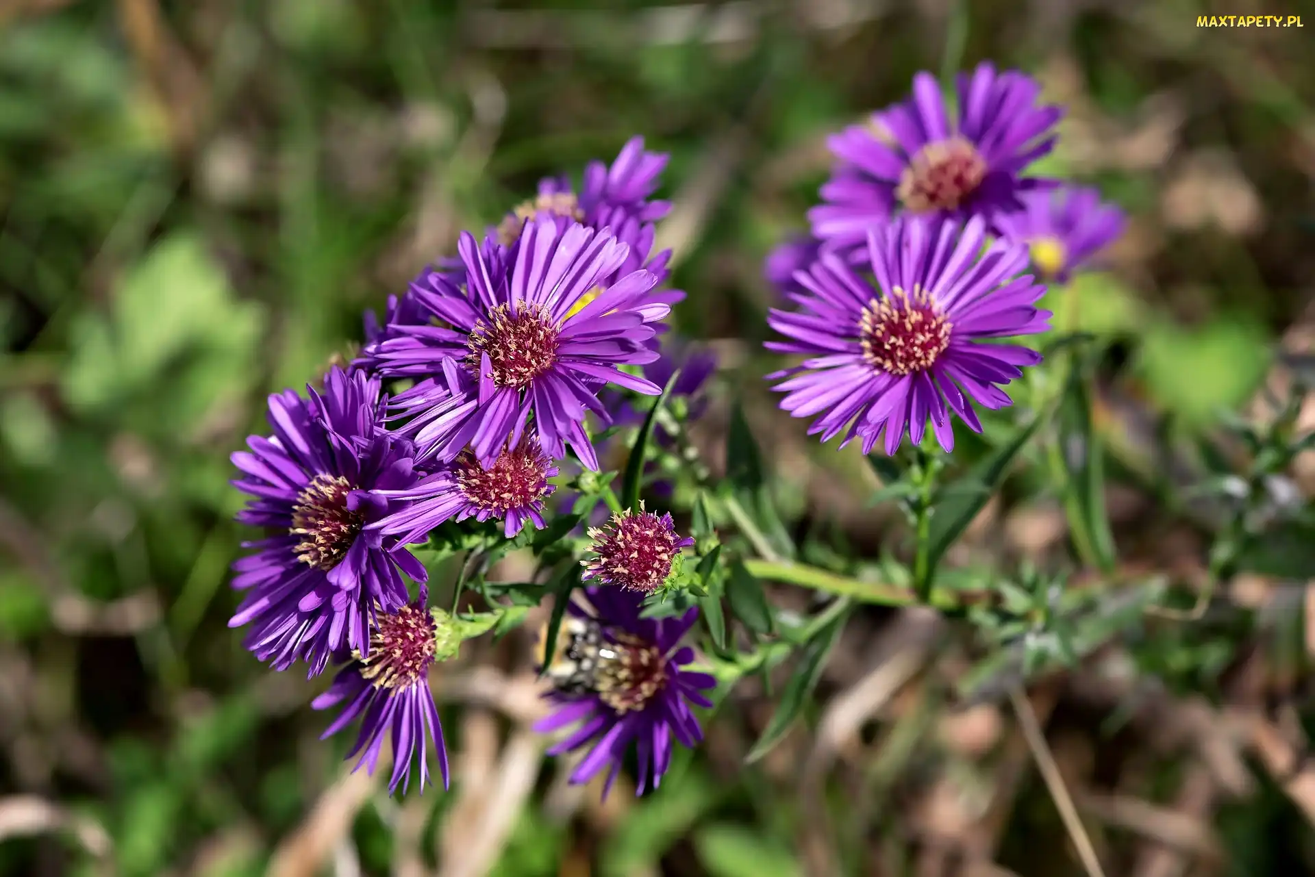 Aster marcinek, Fioletowe, Kwiaty