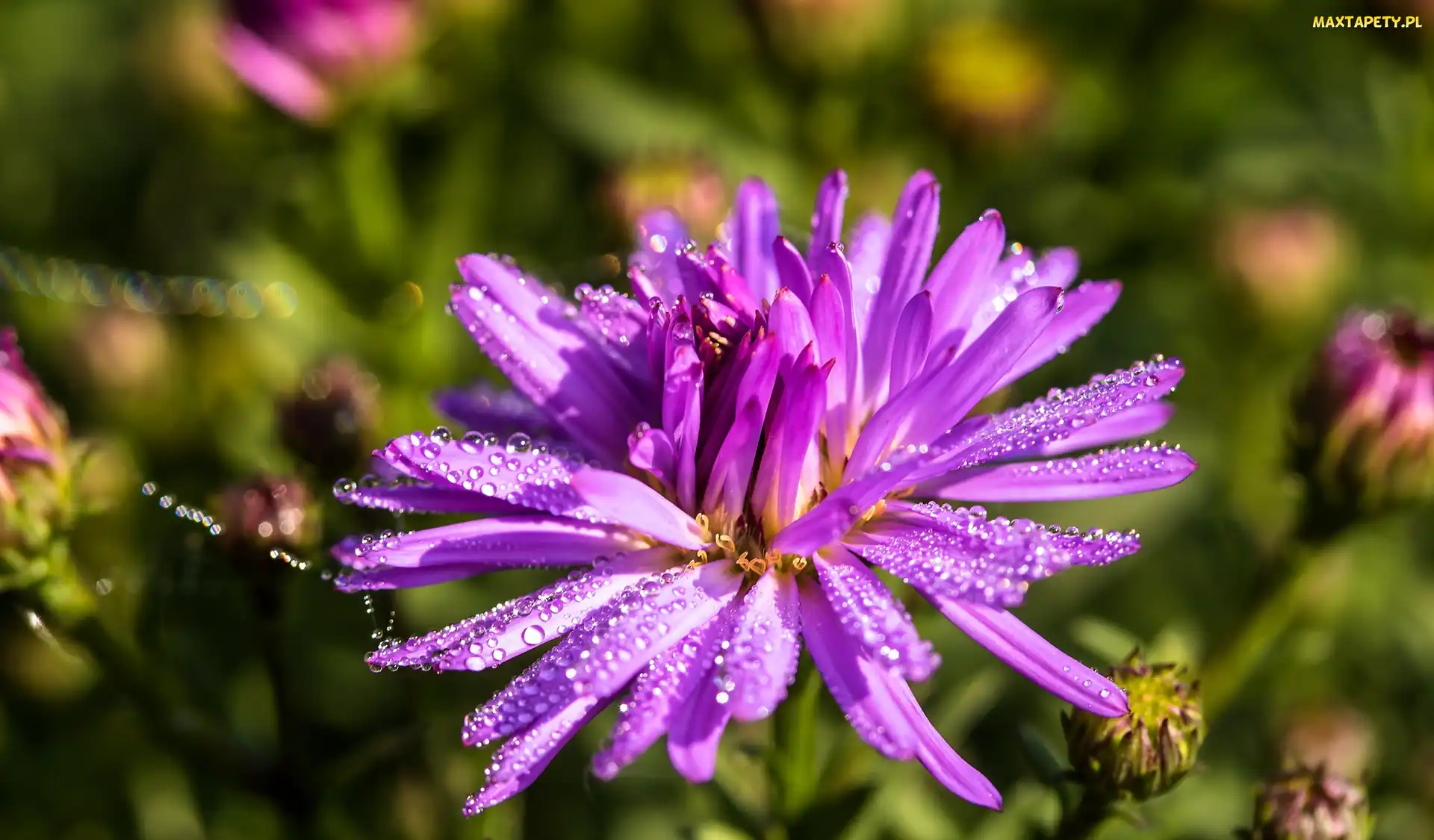 Aster marcinek, Światło, Krople, Kwiat