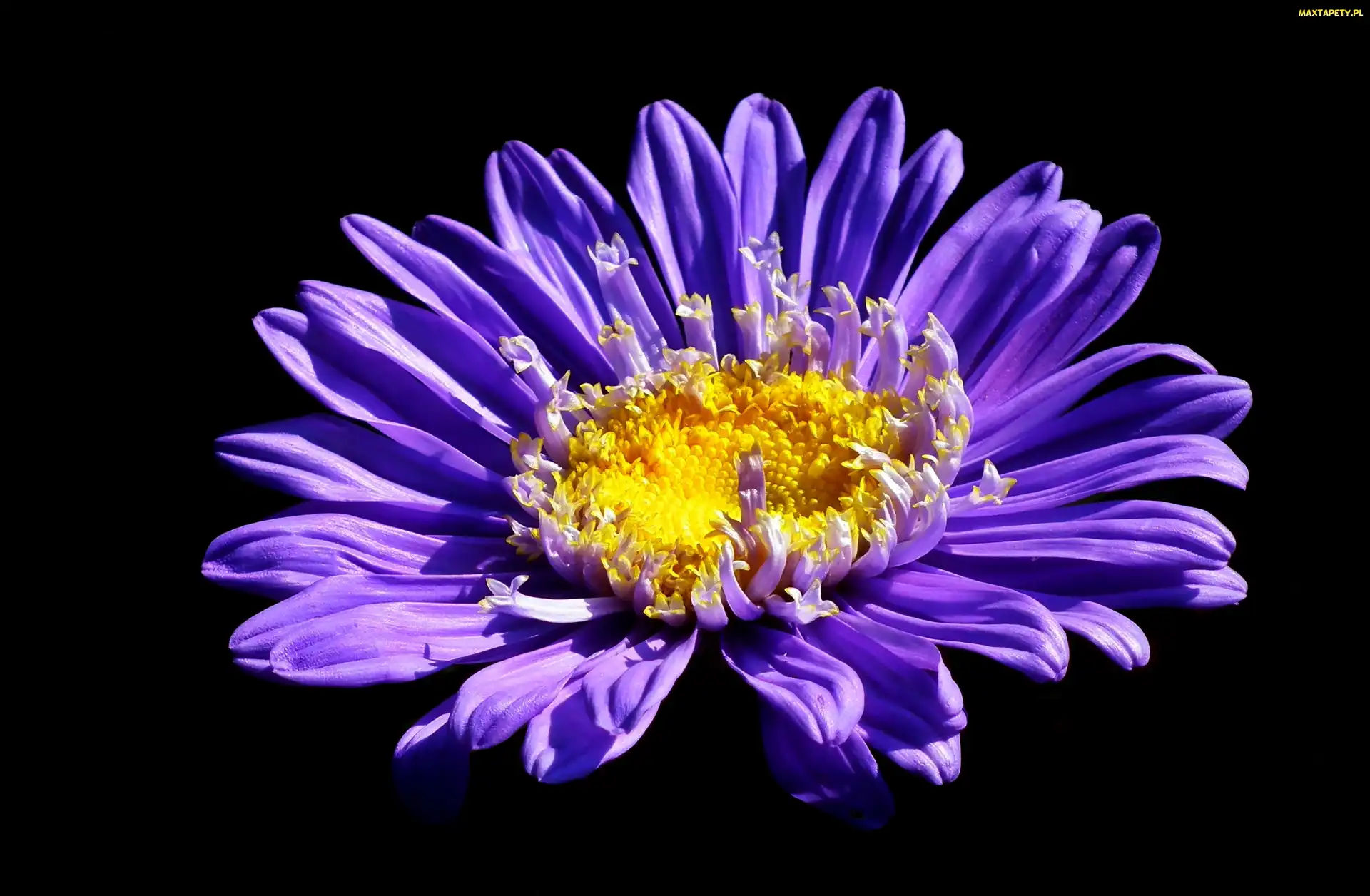 Tło, Czarne, Kwiat, Aster