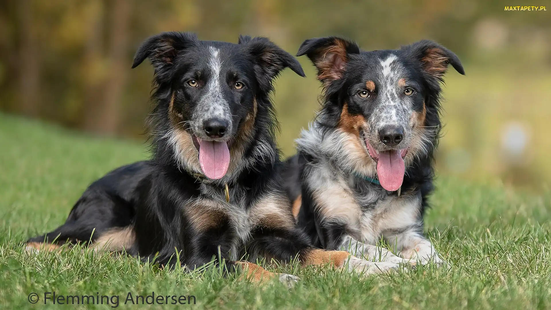 Border collie, Trawa, Psy