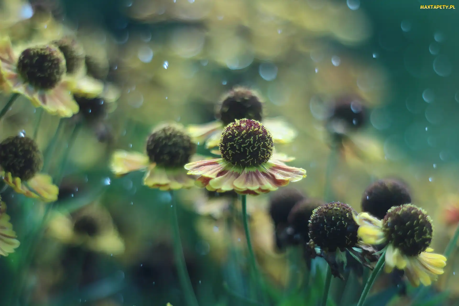 Kwiaty, Bokeh, Dzielżan ogrodowy