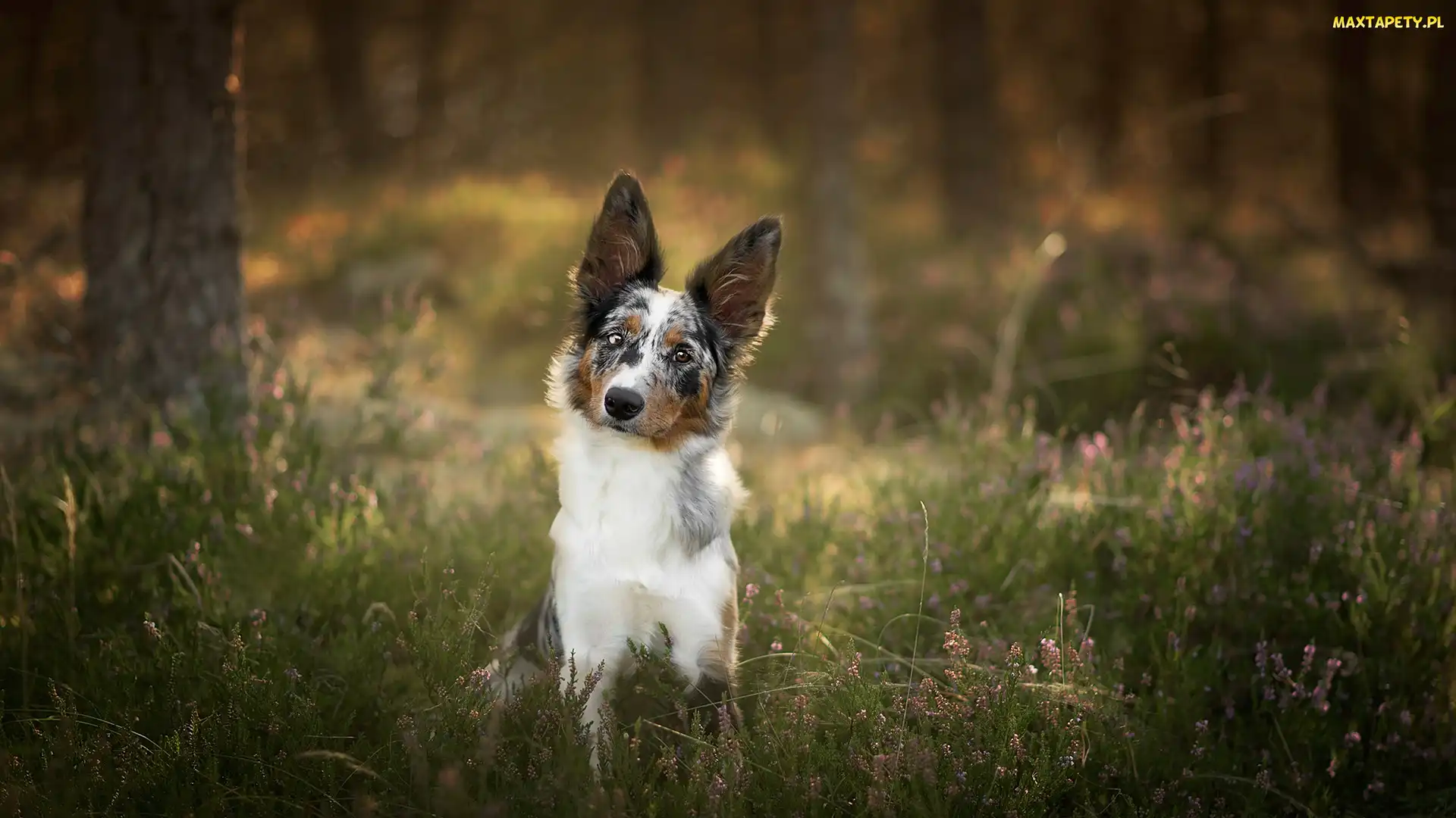 Wrzos, Drzewa, Pies, Border collie
