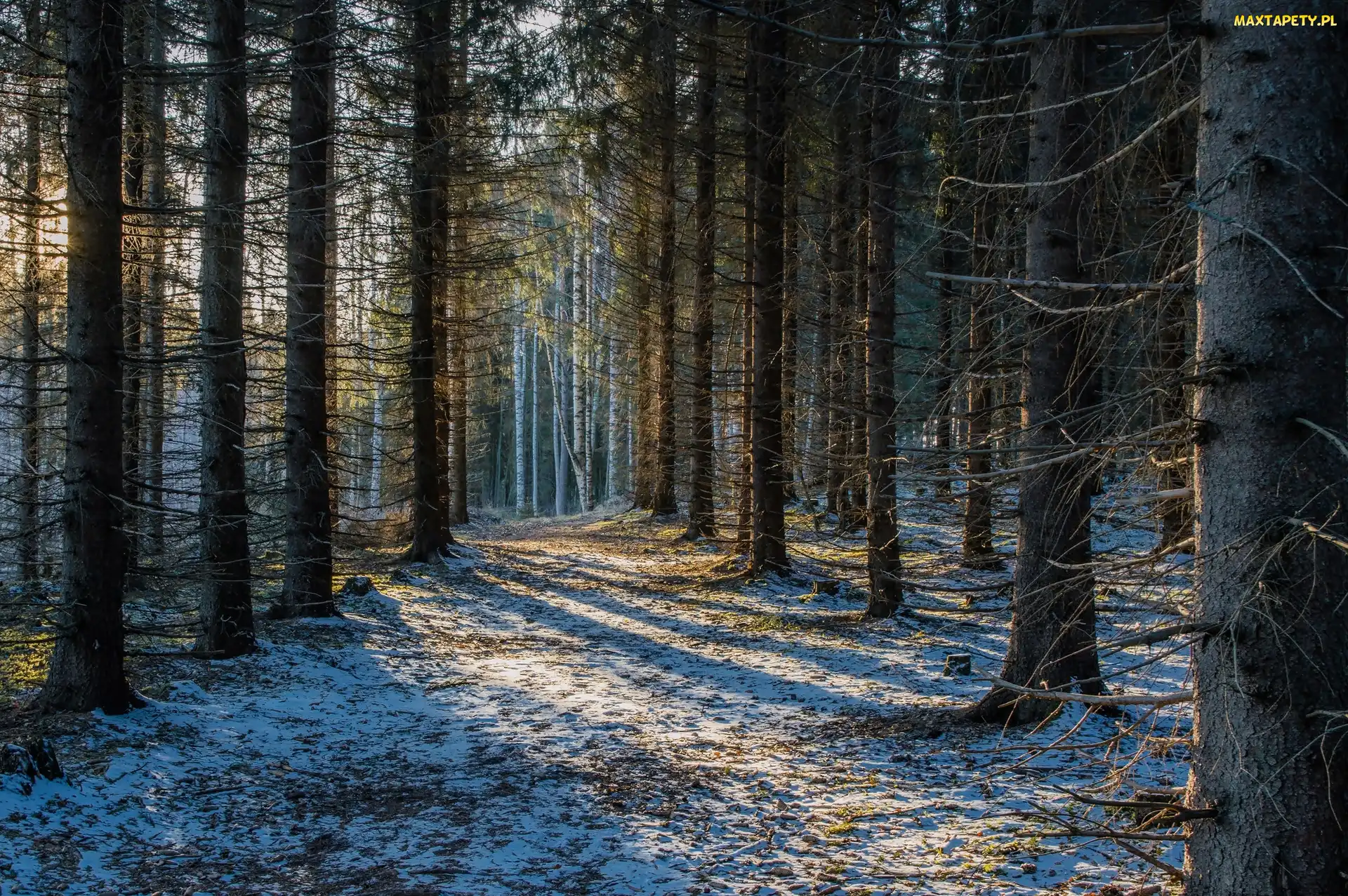 Światło, Śnieg, Drzewa, Las
