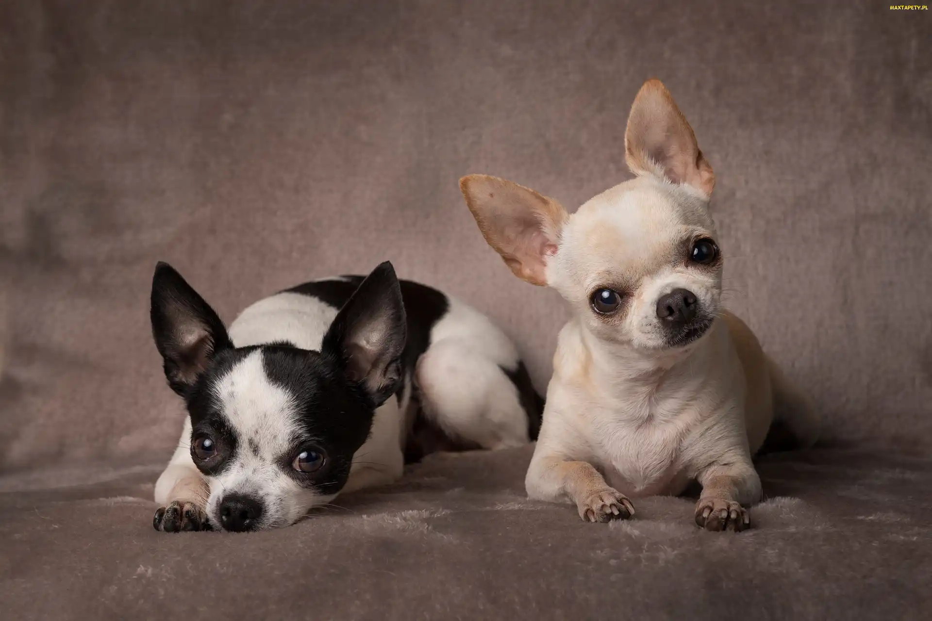 Chihuahua krótkowłosa, Pieski, Dwa, Psy