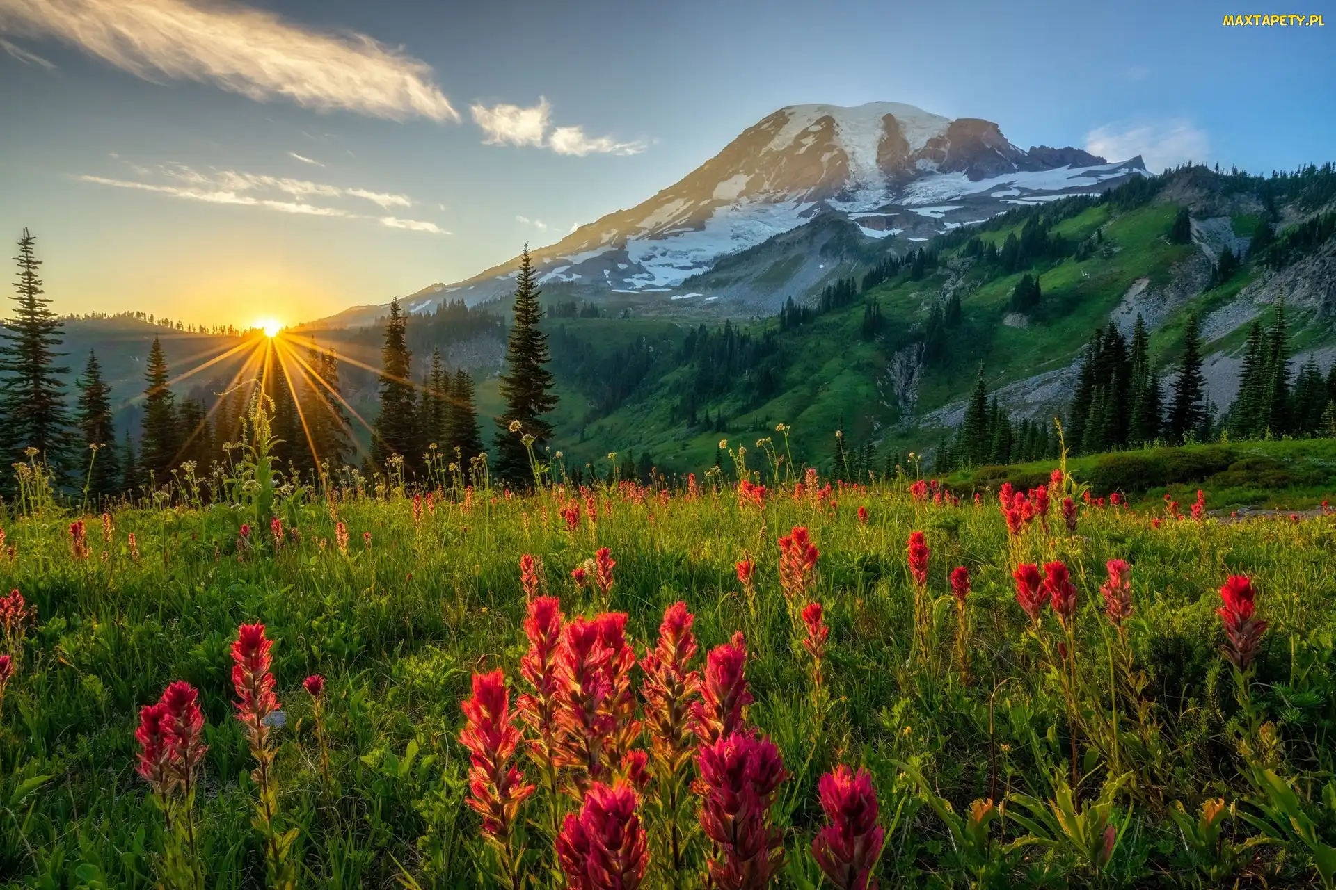 Stratowulkan Mount Rainier, Stan Waszyngton, Kwiaty, Stany Zjednoczone, Promienie słońca, Łąka, Góry, Park Narodowy Mount Rainier, Drzewa