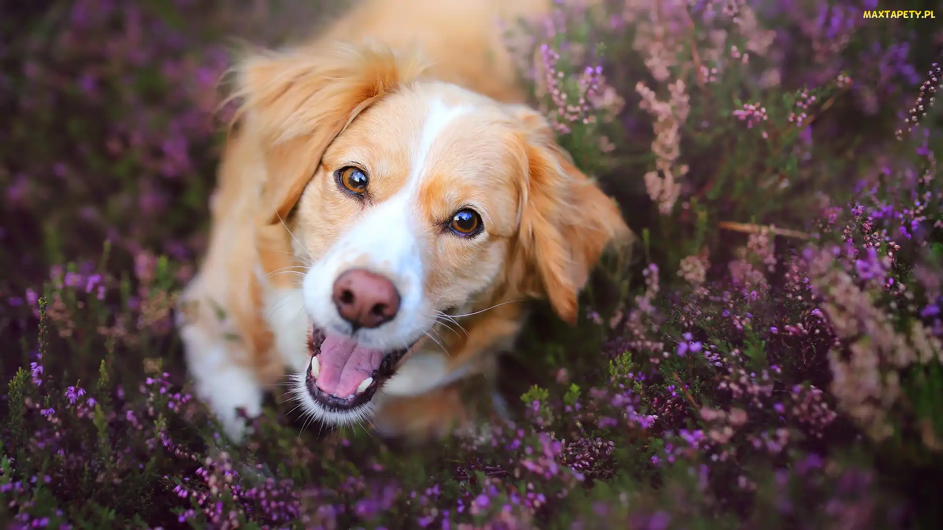 Pies, Wrzosy, Kooikerhondje, Mordka, Płochacz holenderski