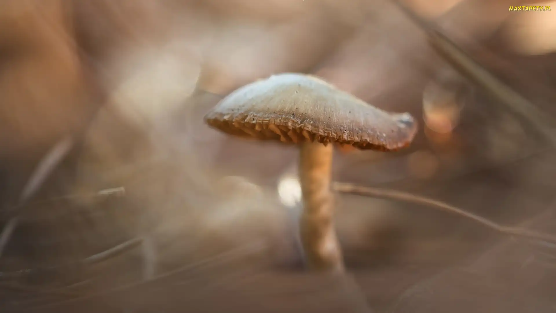 Macro, Bokeh, Grzyb