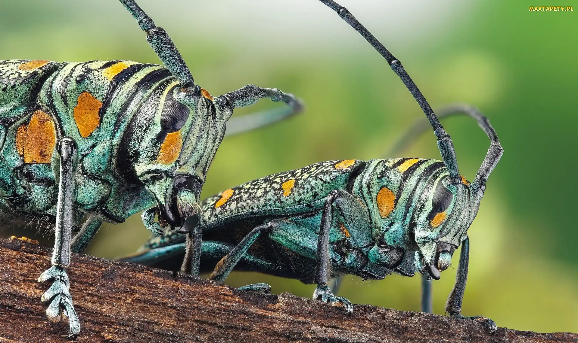 Owady, Zographus regalis centralis, Chrząszcze, Kolorowe