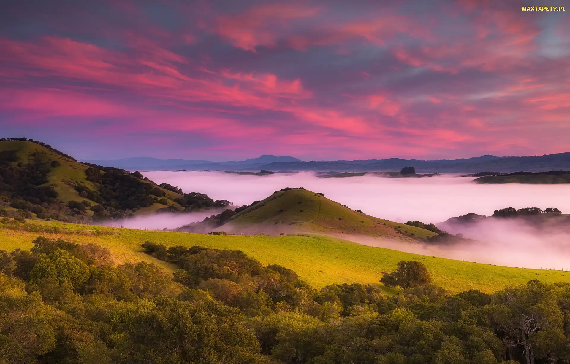 Wschód słońca, Drzewa, Wzgórza, Stany Zjednoczone, Obszar Bay Area, Petaluma Hills, Stan Kalifornia, Mgła