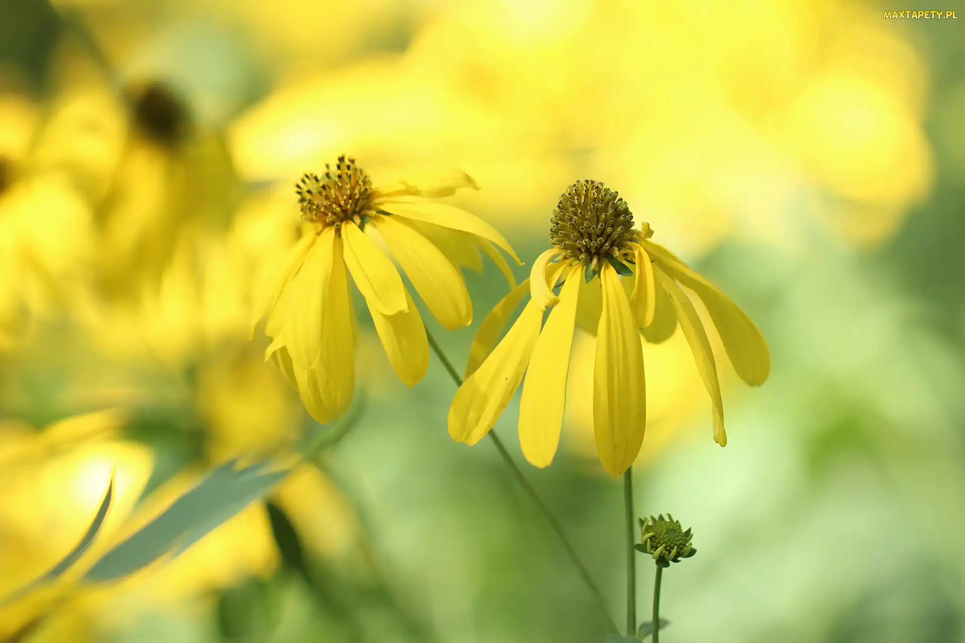 Kwiaty, Żółte, Rudbekia naga, Dwa