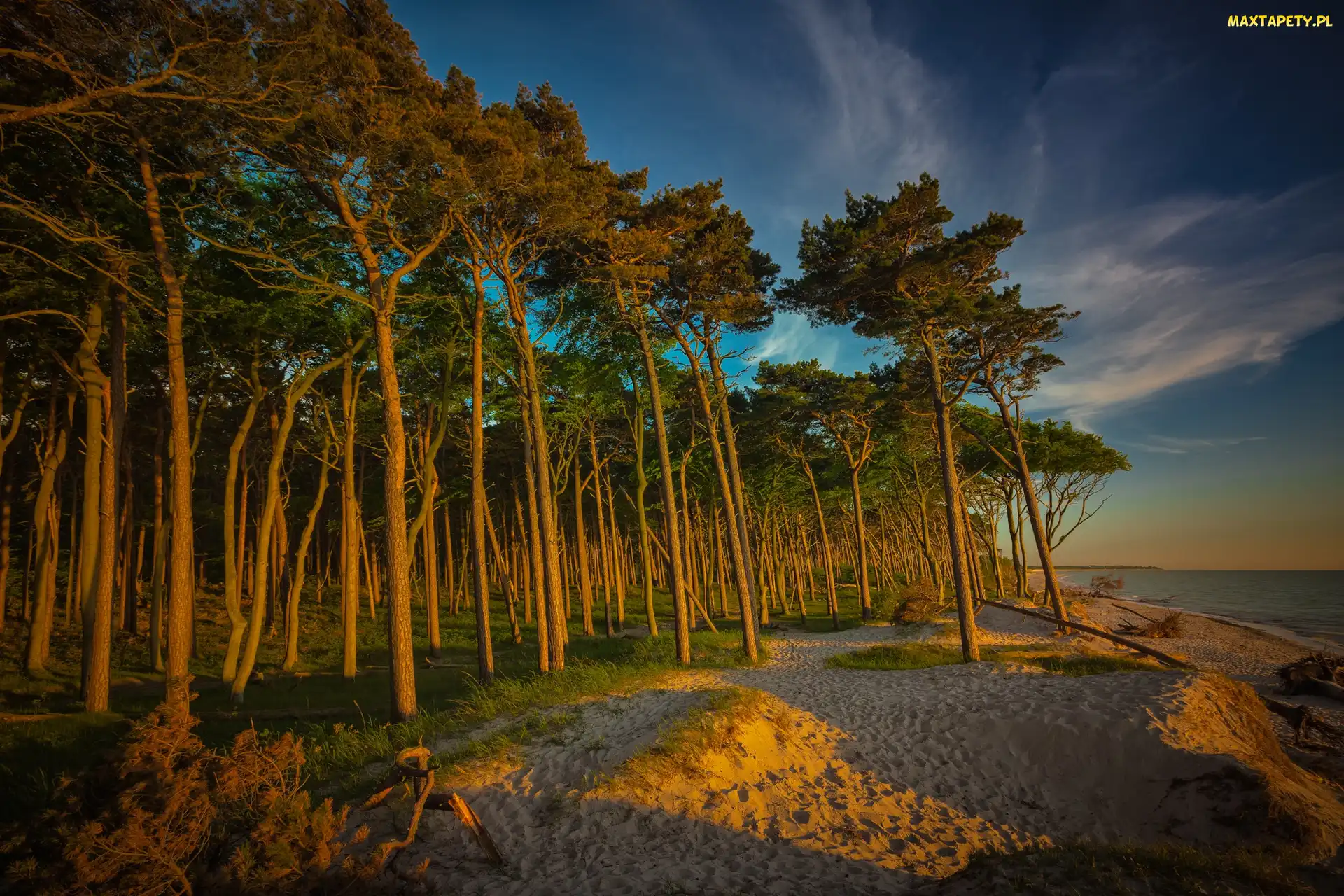 Las, Sosny, Morze, Plaża