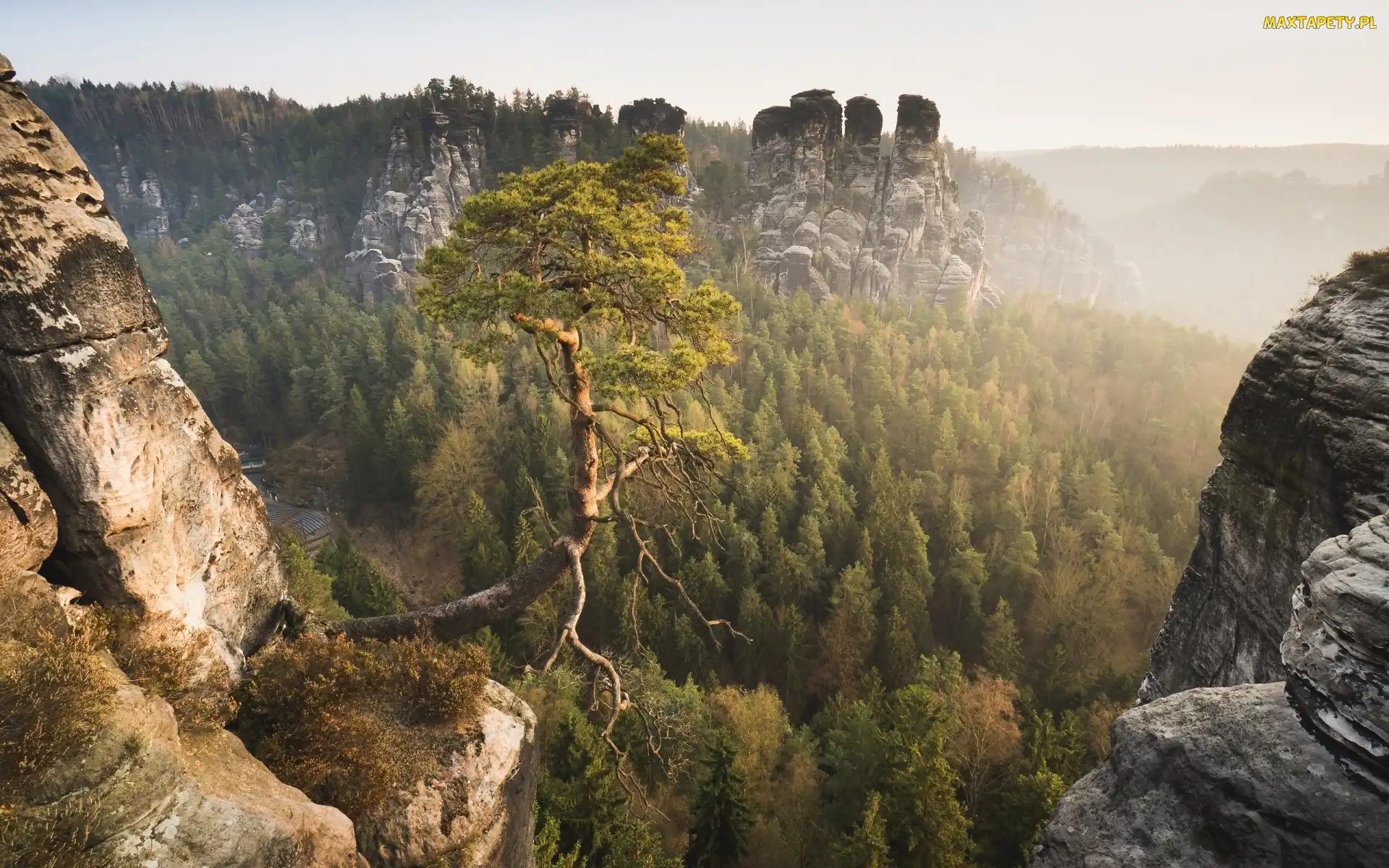 Niemcy, Sosna, Skały Bastei, Park Narodowy Saskiej Szwajcarii, Góry Połabskie, Lasy