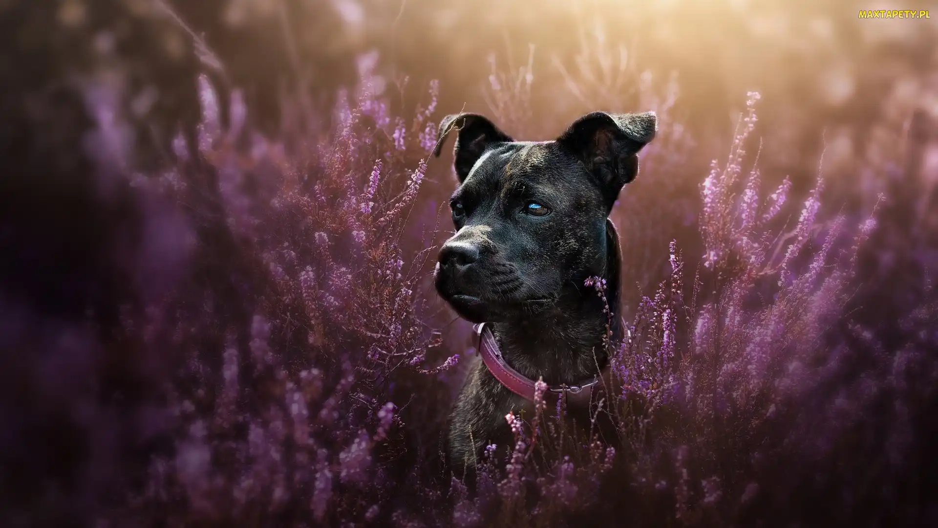 Wrzosy, Mordka, Pies, Staffordshire Bull Terrier