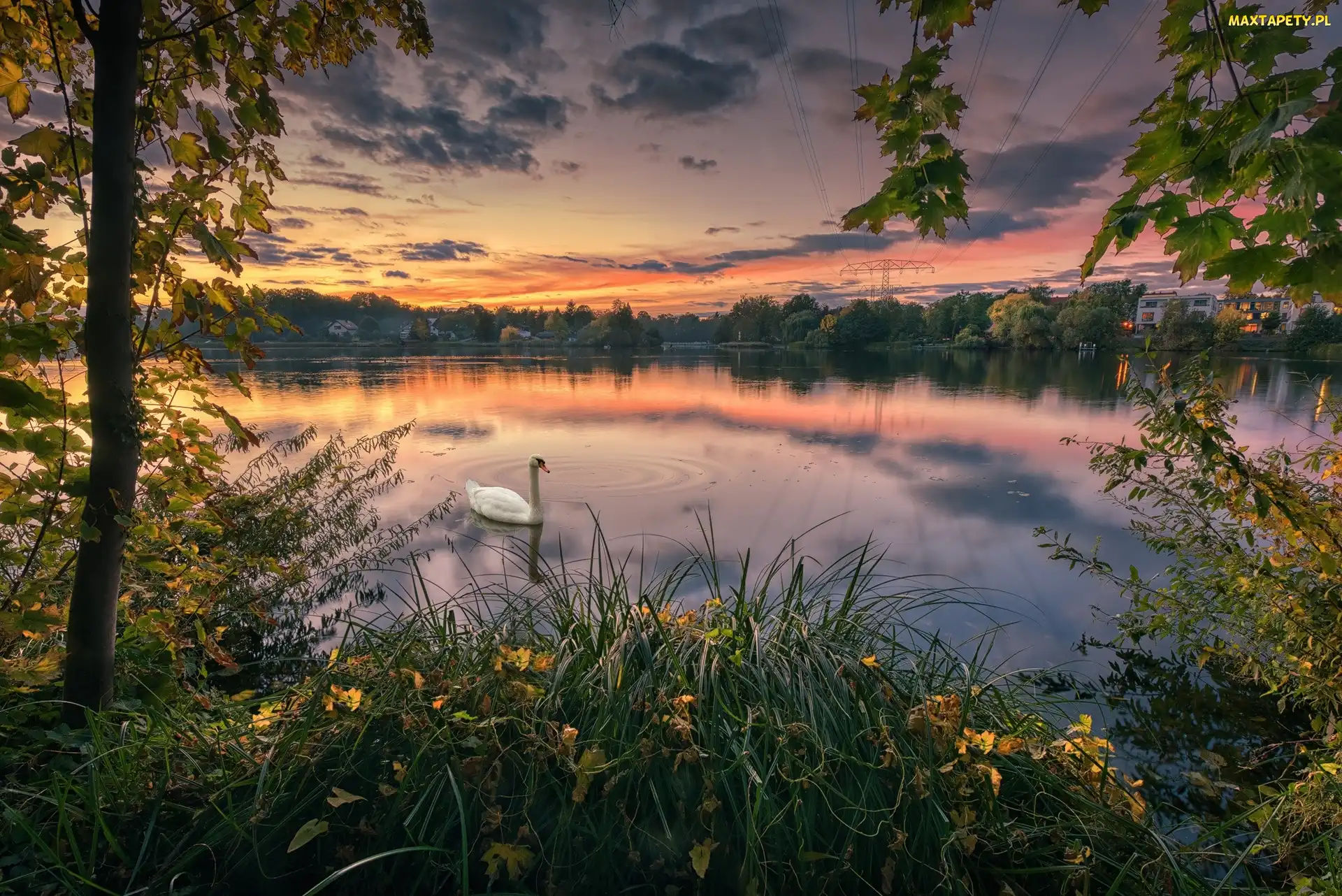 Park, Jezioro, Chmury, Łabędź, Zachód słońca, Drzewa