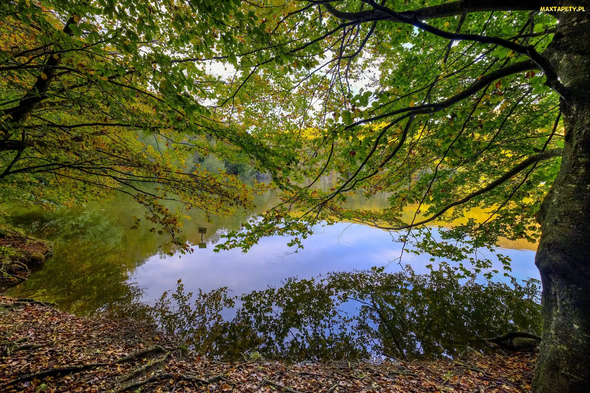 Jezioro, Gałęzie, Drzewa
