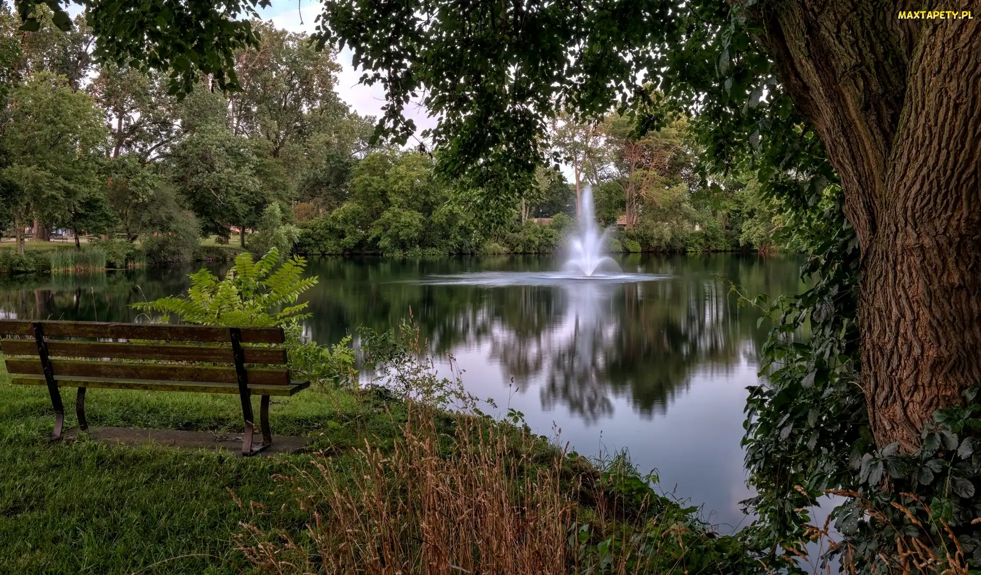 Staw, Drzewa, Ławka, Fontanna, Park
