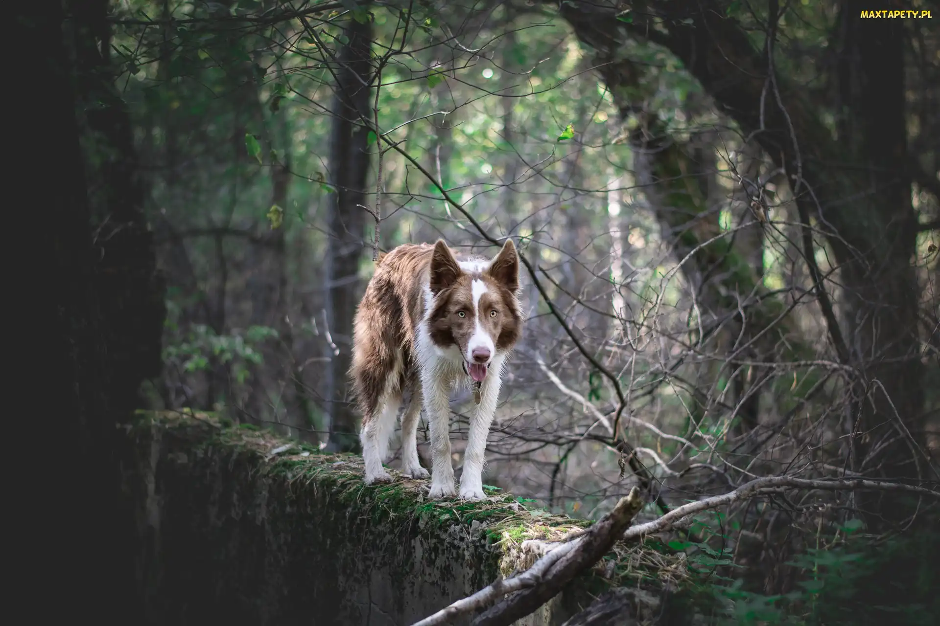 Border collie, Murek, Drzewa, Brązowo-biały, Pies