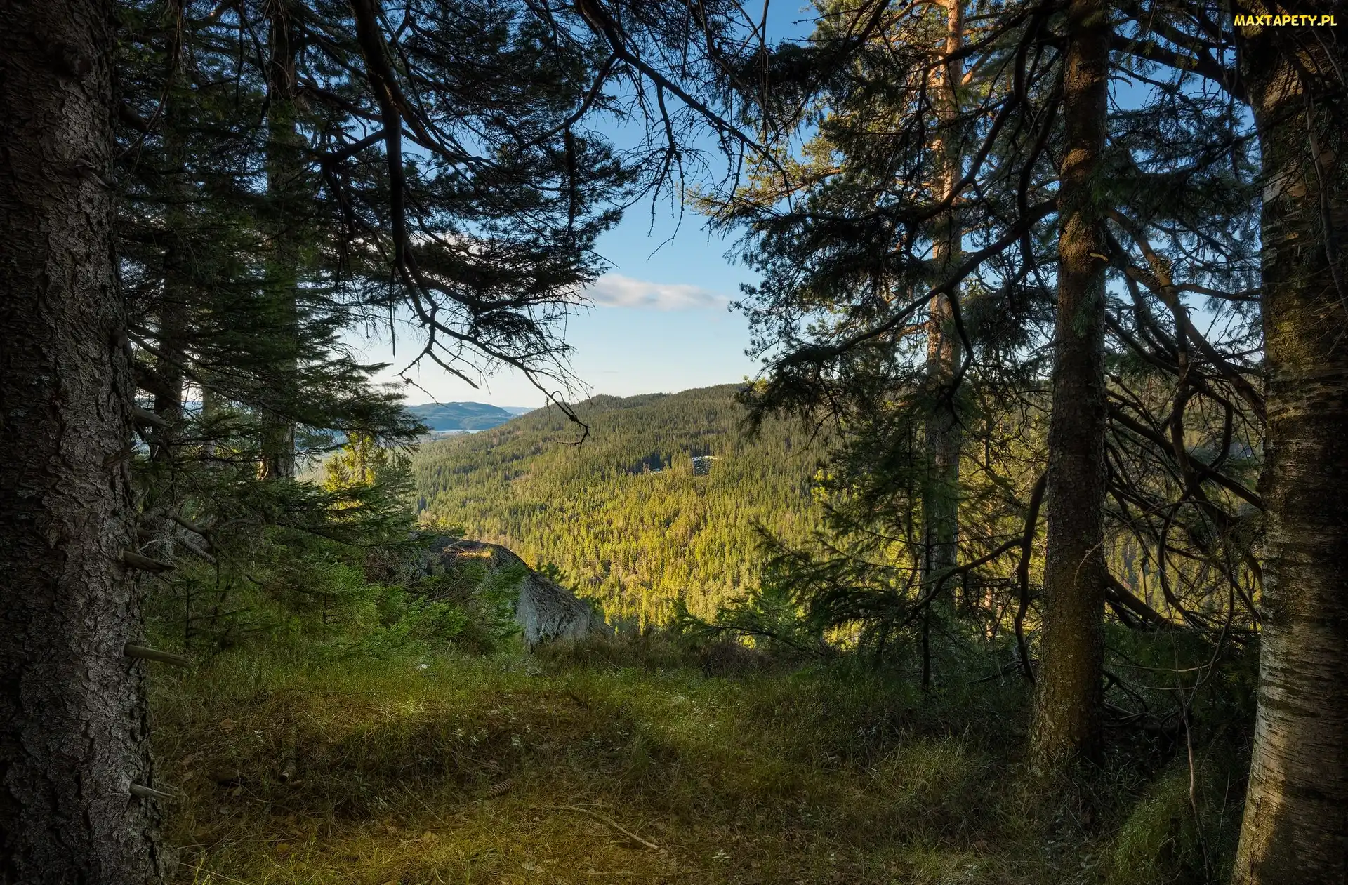 Lasy, Góry, Drzewa