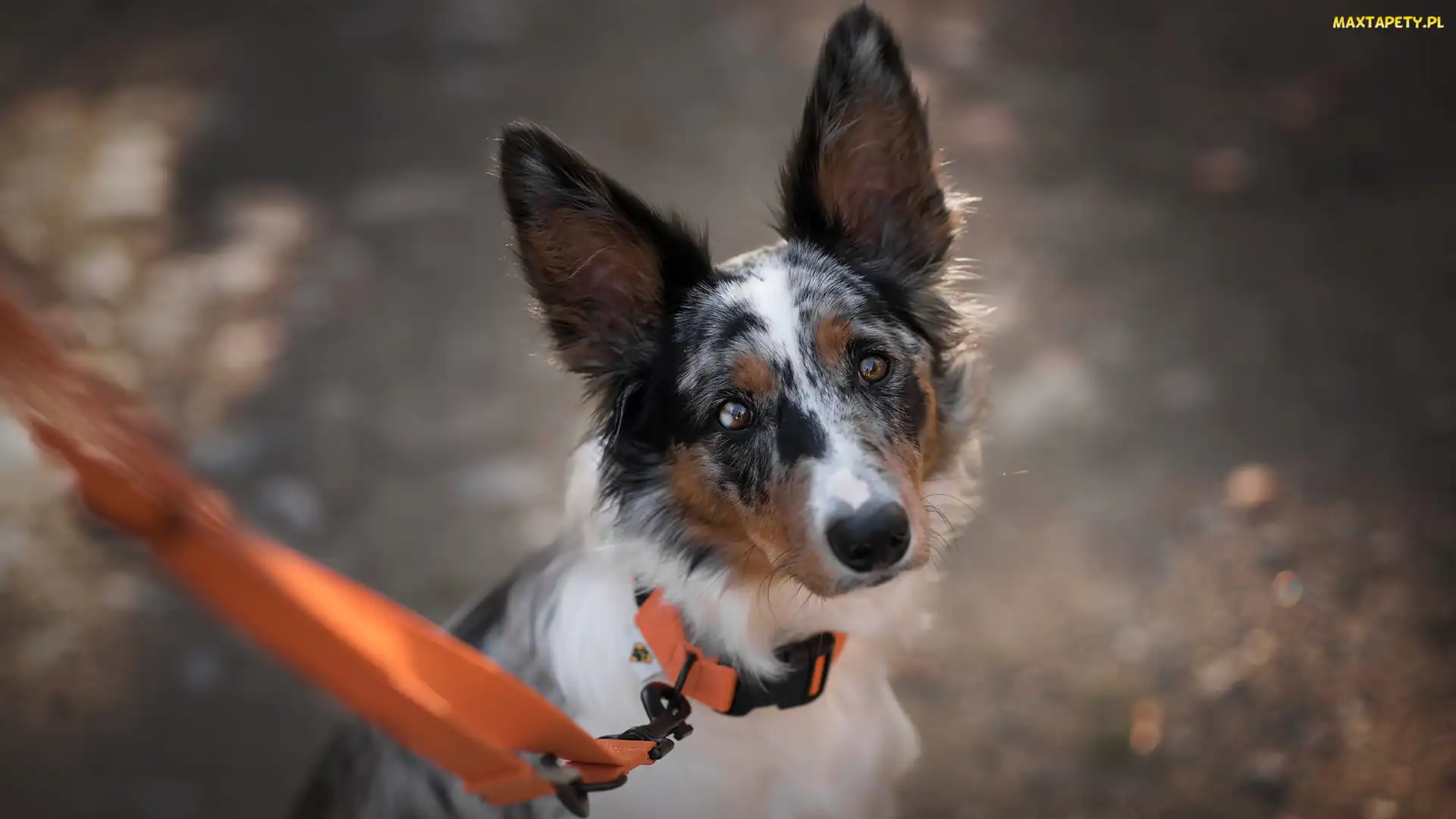 Border collie, Smycz, Pomarańczowa, Mordka, Pies