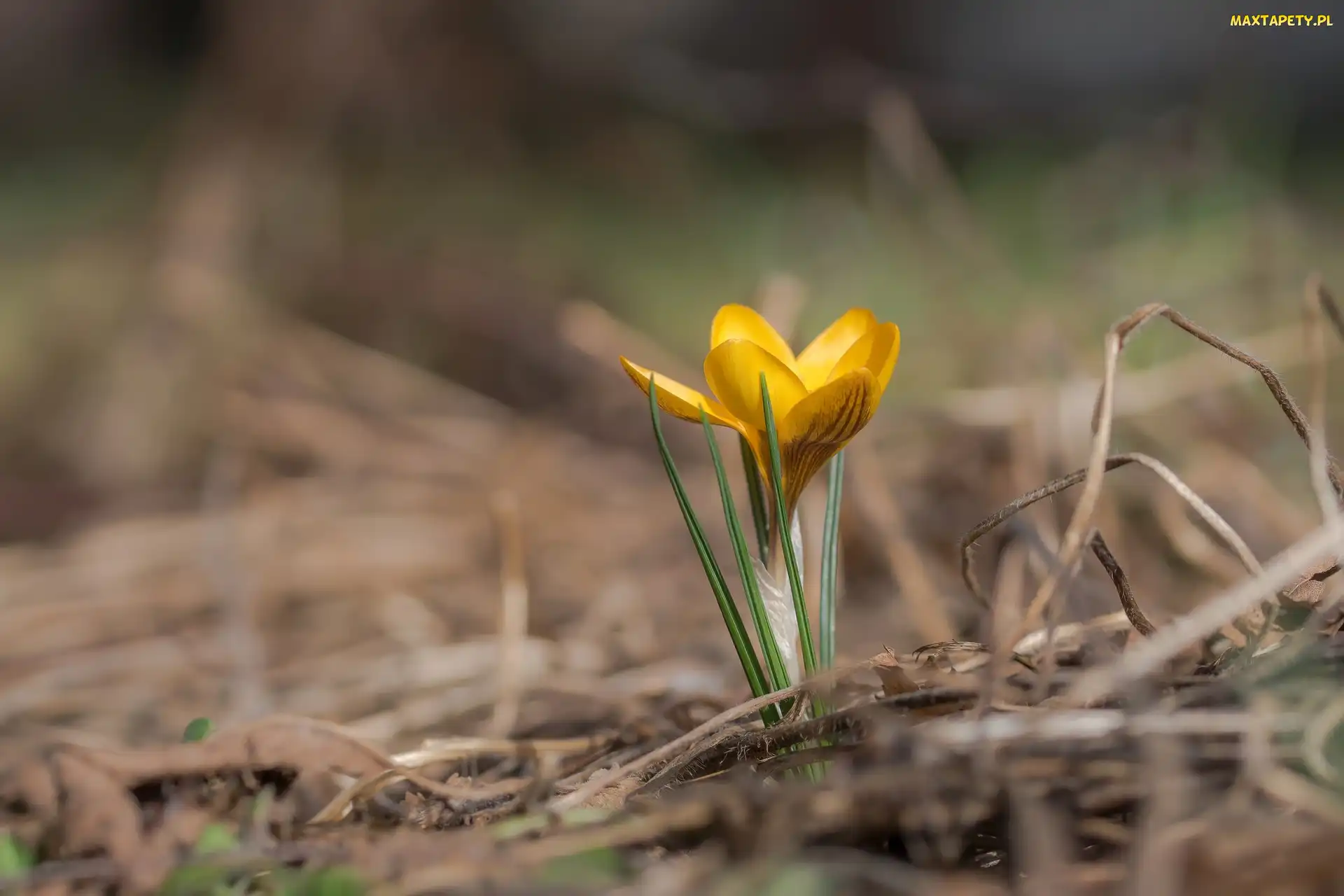 Krokus, Rozmyte tło, Żółty