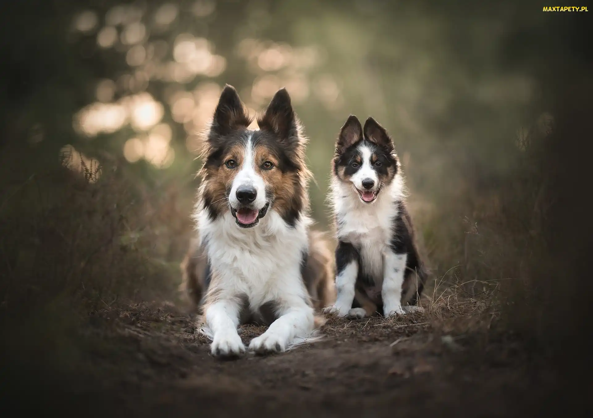 Dwa, Szczeniak, Border collie, Psy